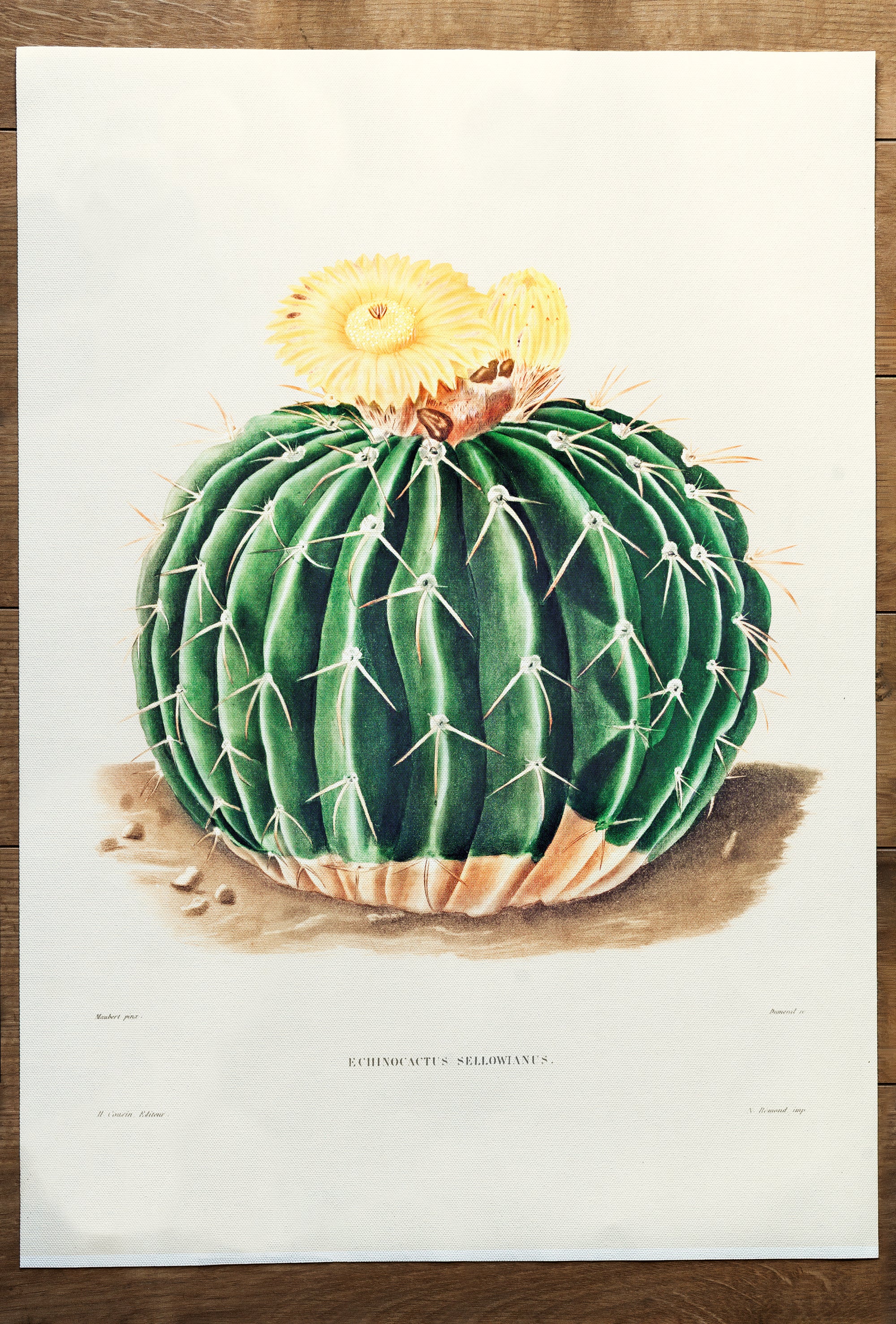 Cactus Echinocactus Sellowianus (1801-1871)