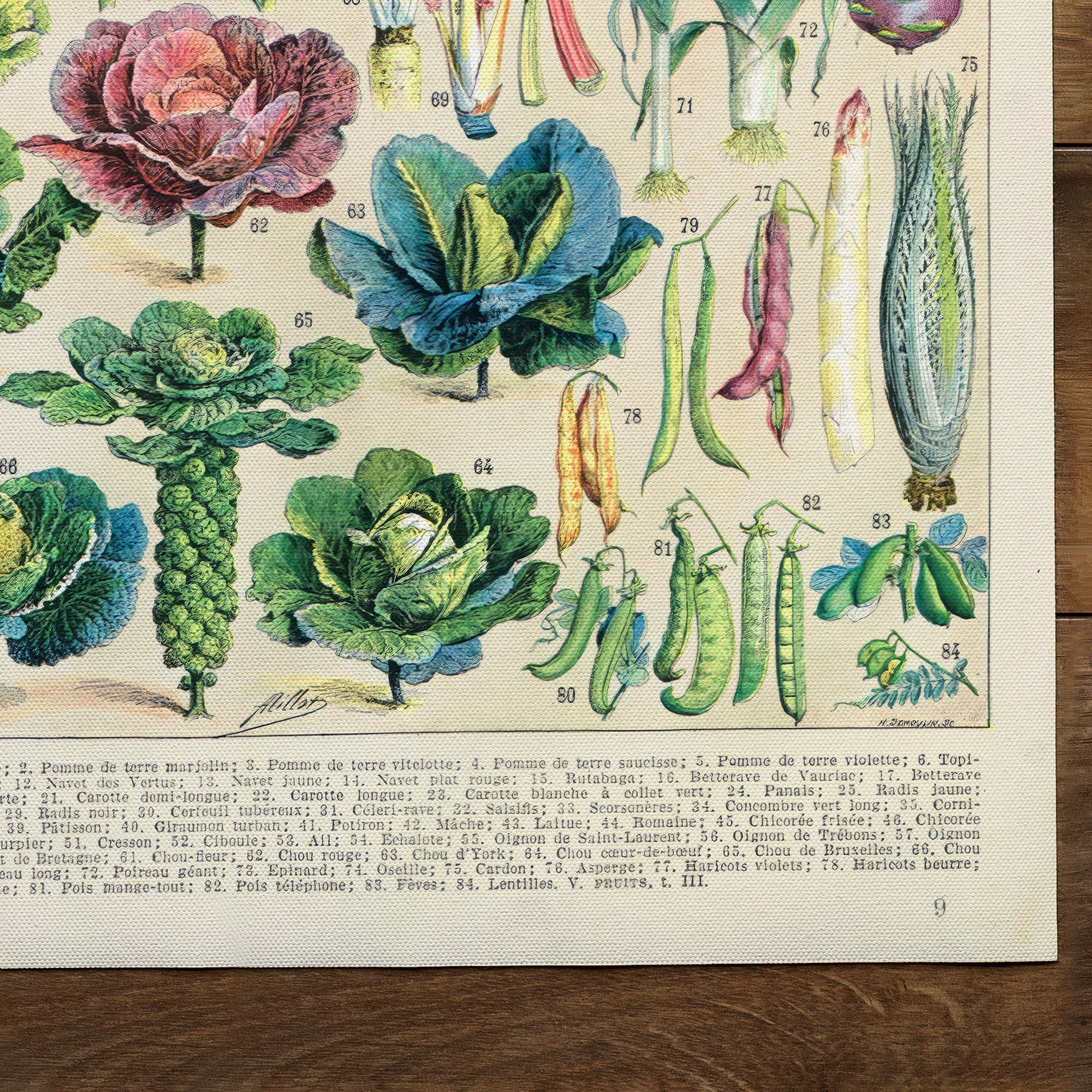 Vegetable Chart Vegetable Illustration (1875)