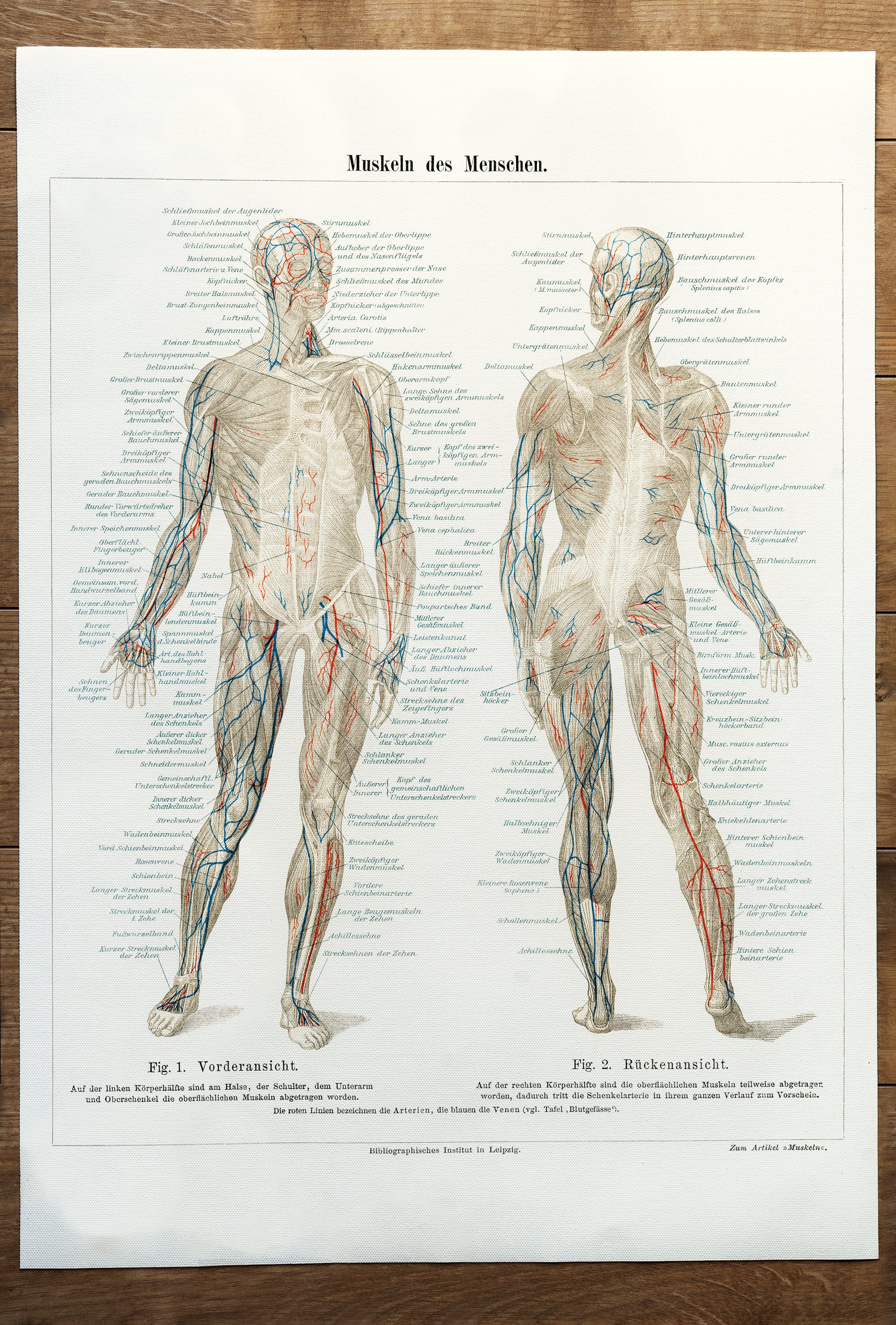 Anatomy Science Muscles (undated)