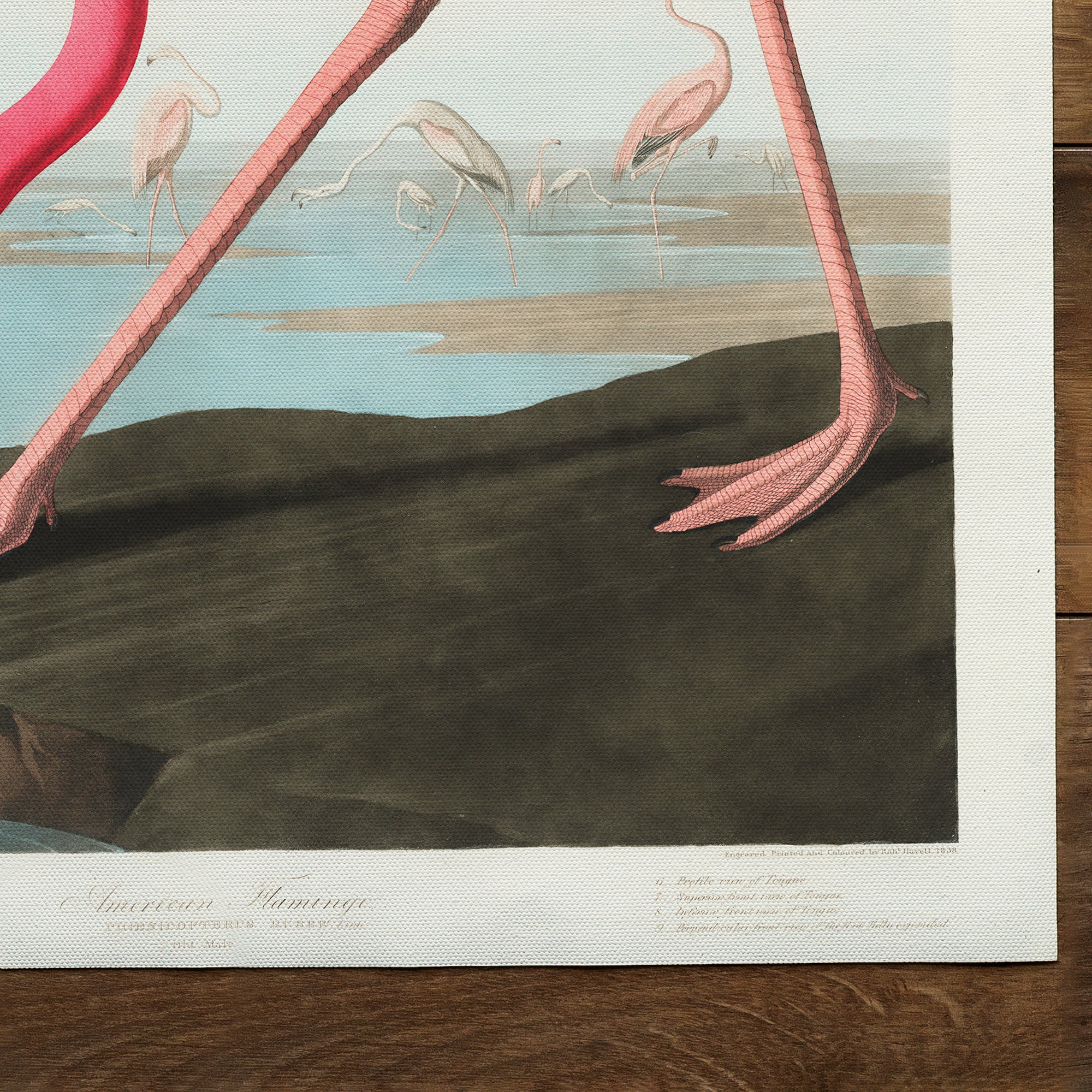 Pink Flamingo (1827)