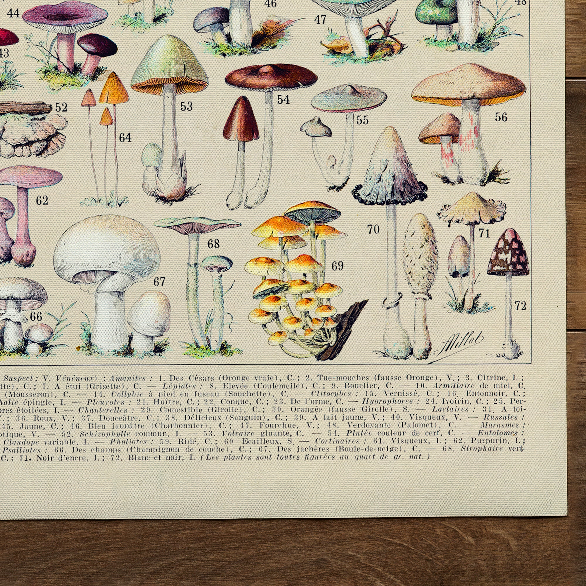 Mushroom/Fungi Collection (1932)