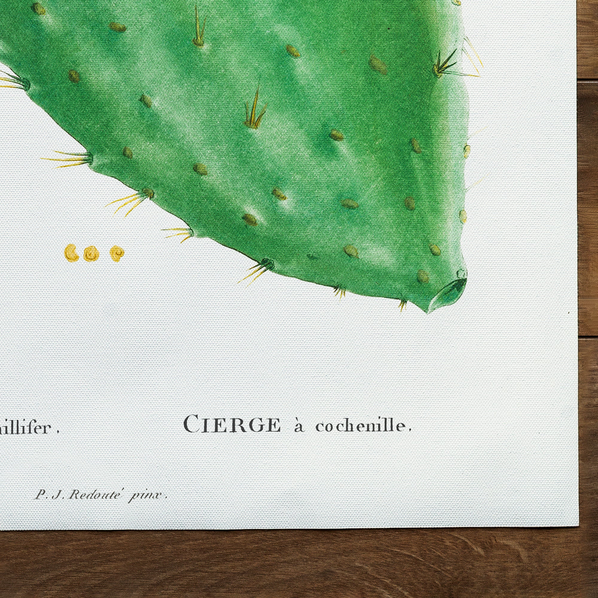 Cactus Cochinillifer (1799)