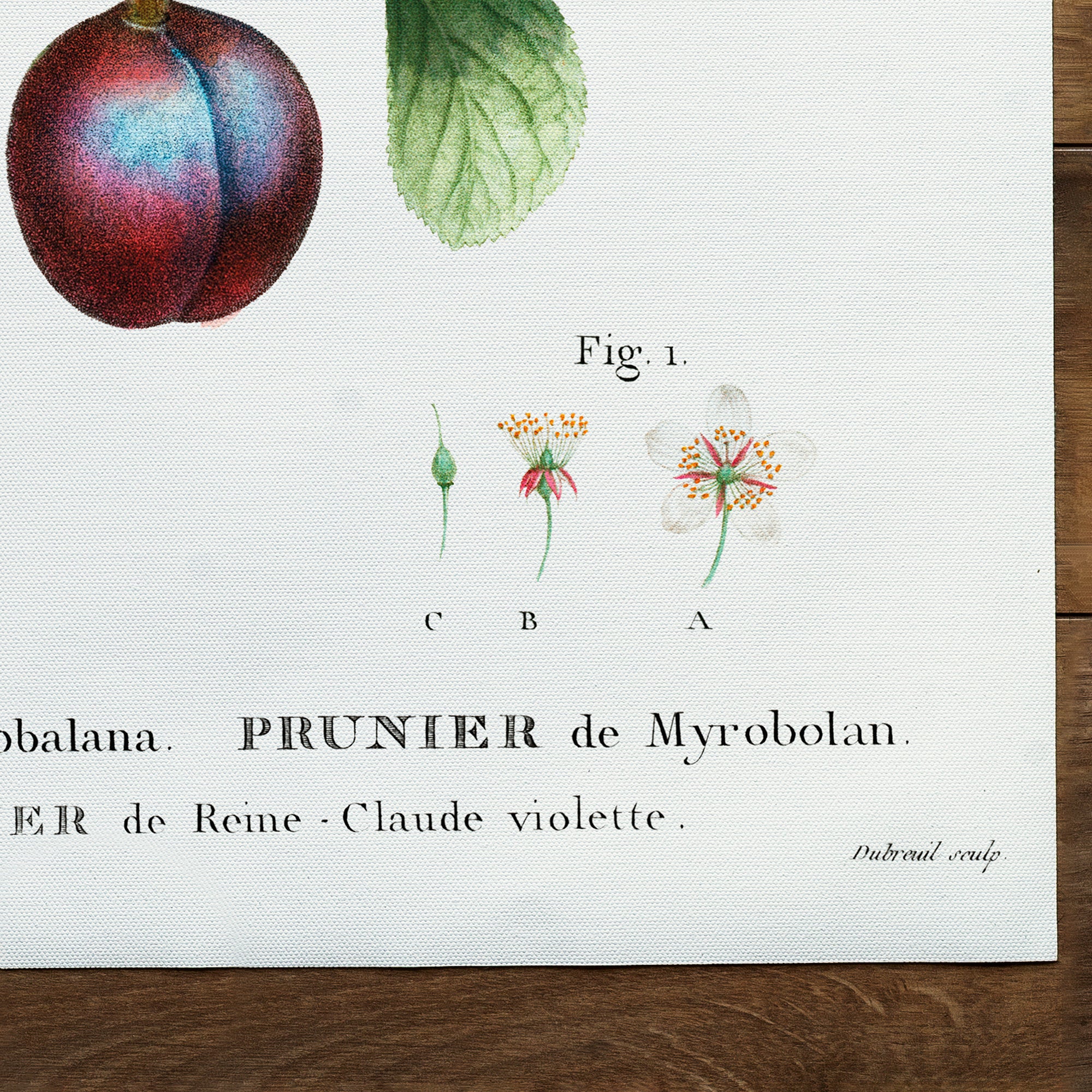 Prunus myrobalana (1801-1819)