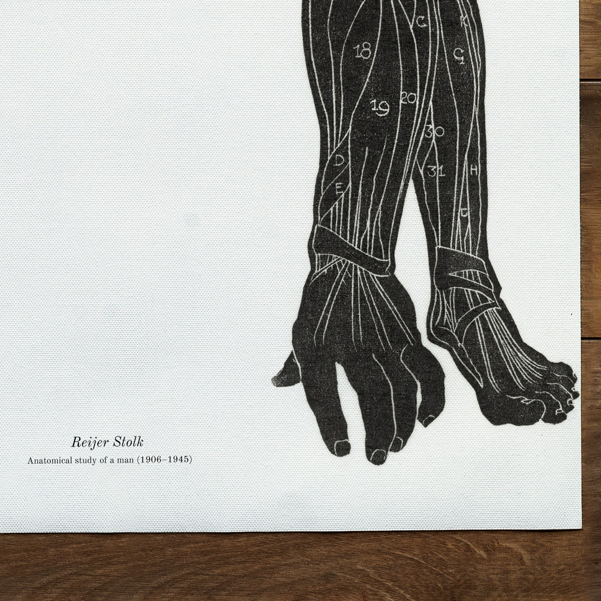 Anatomical study of a man's neck, arm and leg muscles in silhouette (1906-1945)