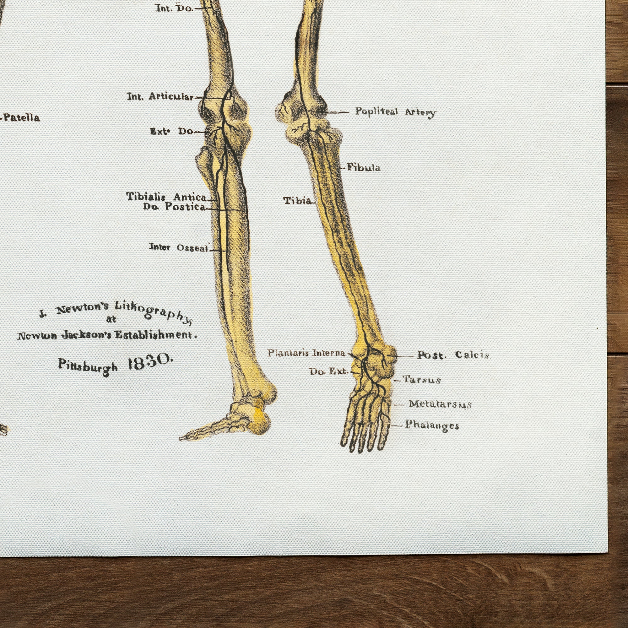 Anatomy skeleton (undated)