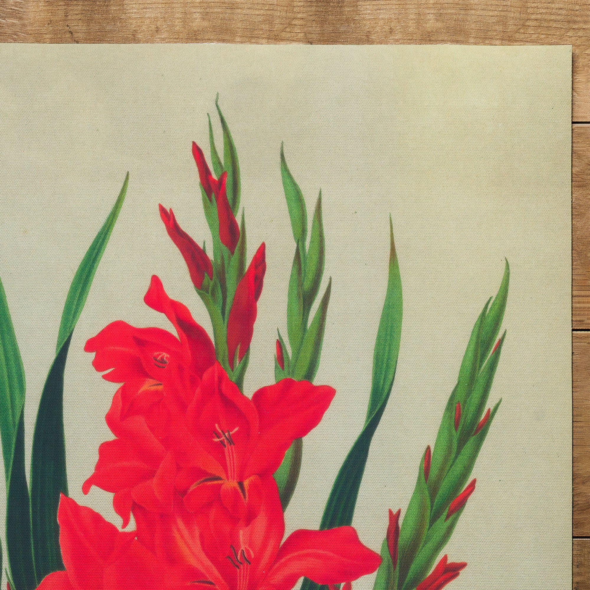 Gladiolus (1880)