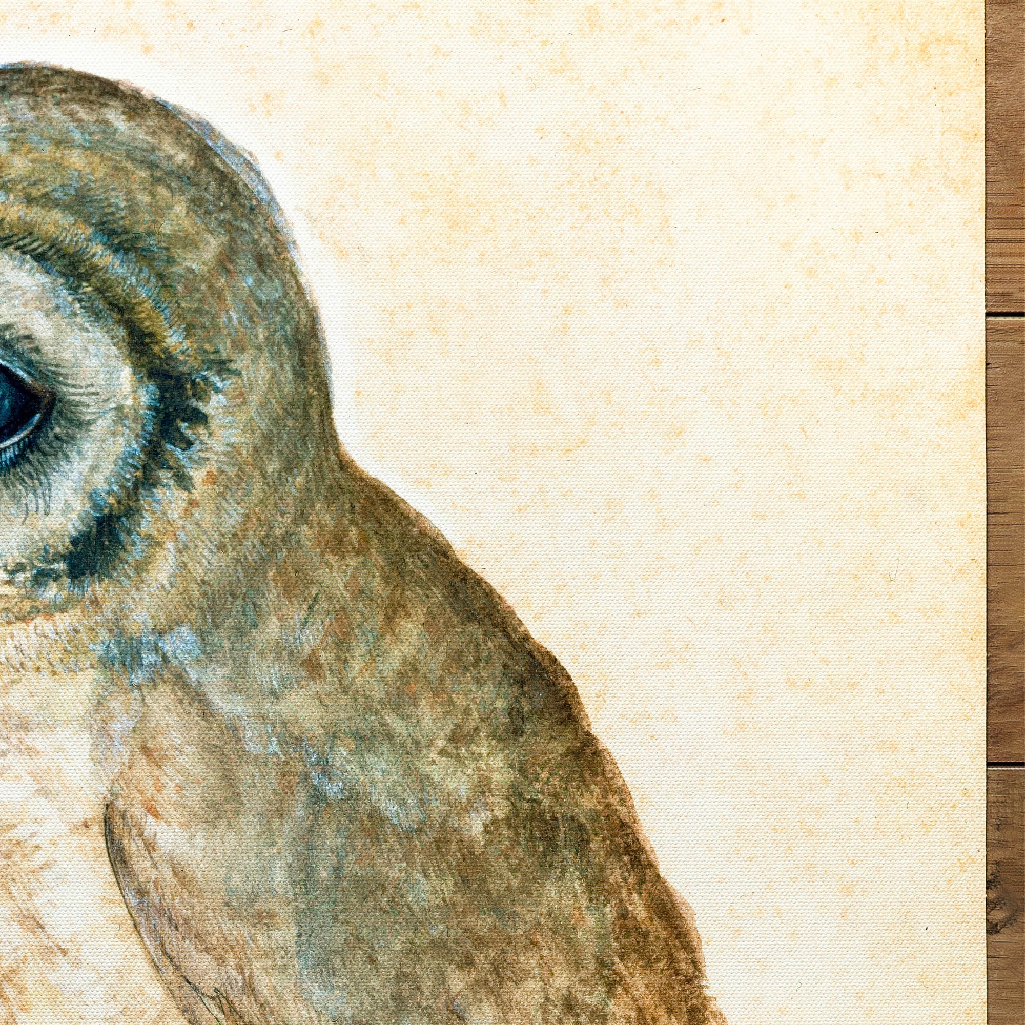 Little Owl (1471-1528)