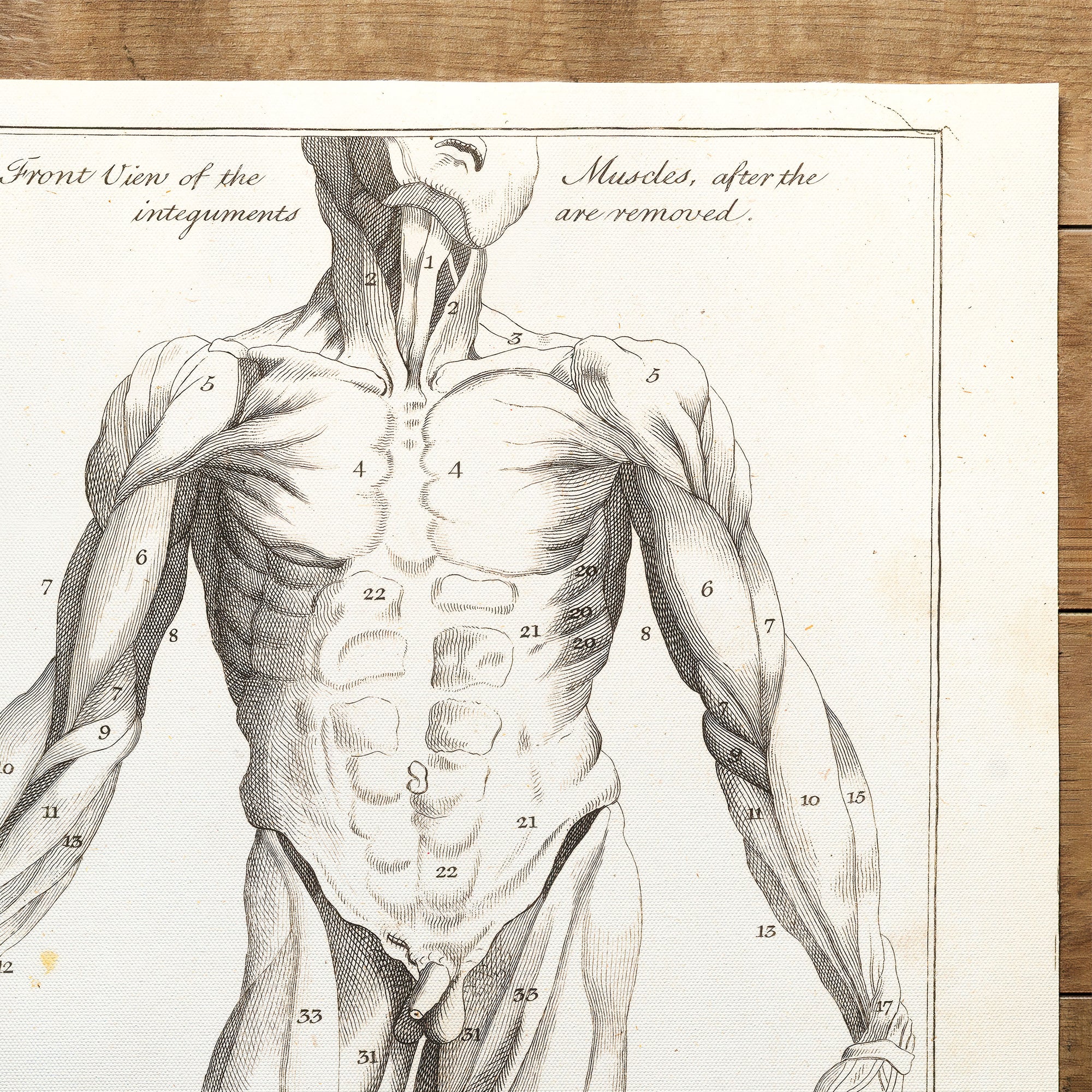 Anatomy Myology front (1775)