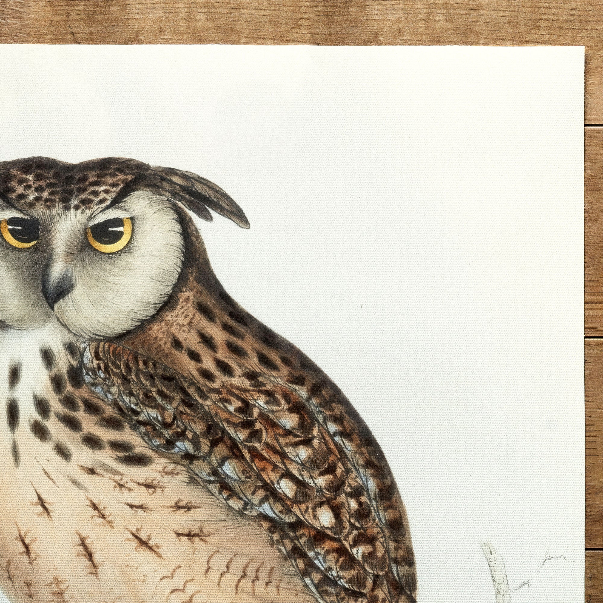 Otus Bengalensis (Bengal eagle owl) (1832)