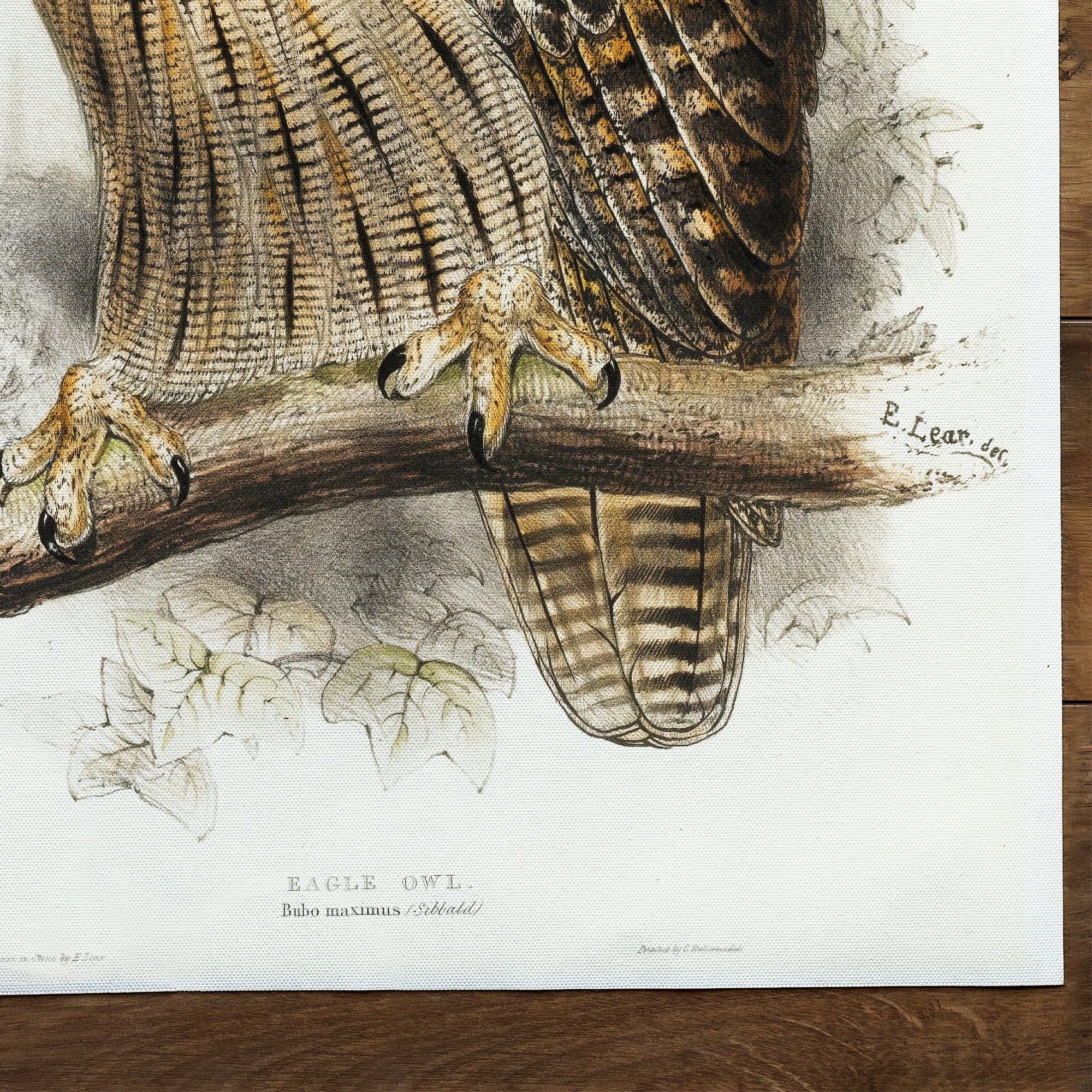 Eagle Owl Eagle Owl | The Birds Of Europe (1837)
