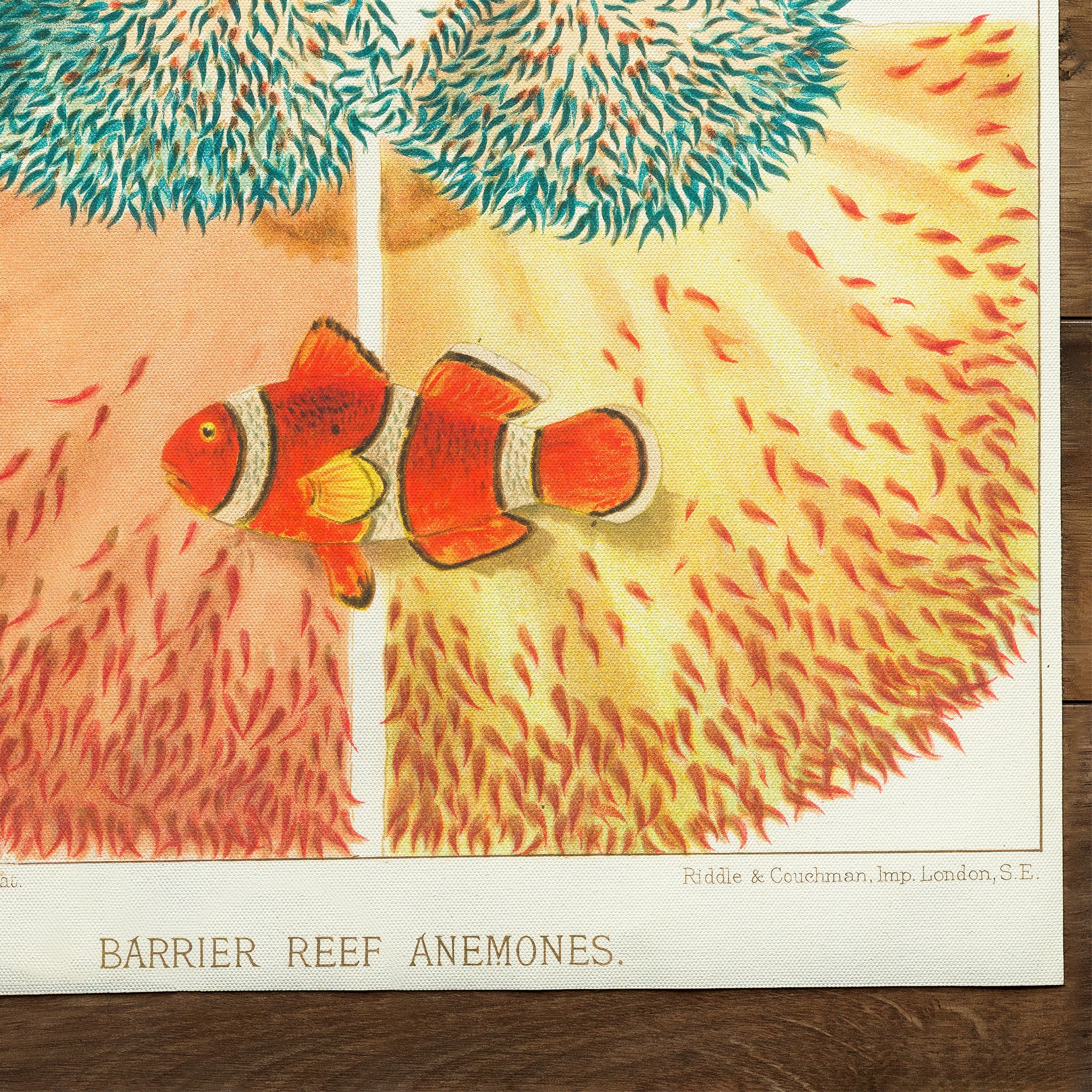 Great Barrier Reefe Anemone (1893)