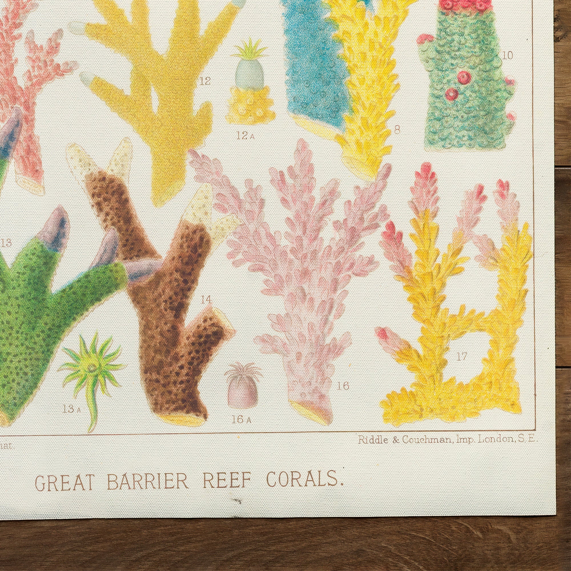 Great Barrier Reefe Corals (1893)