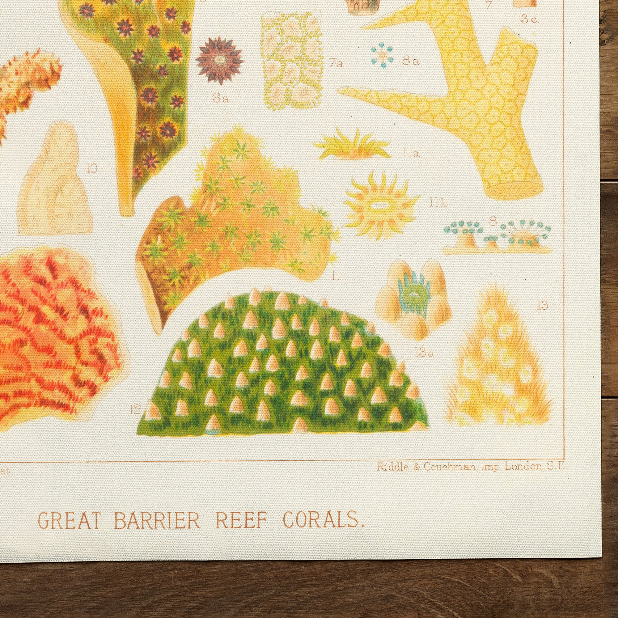 Great Barrier Reefe Corals III (1893)