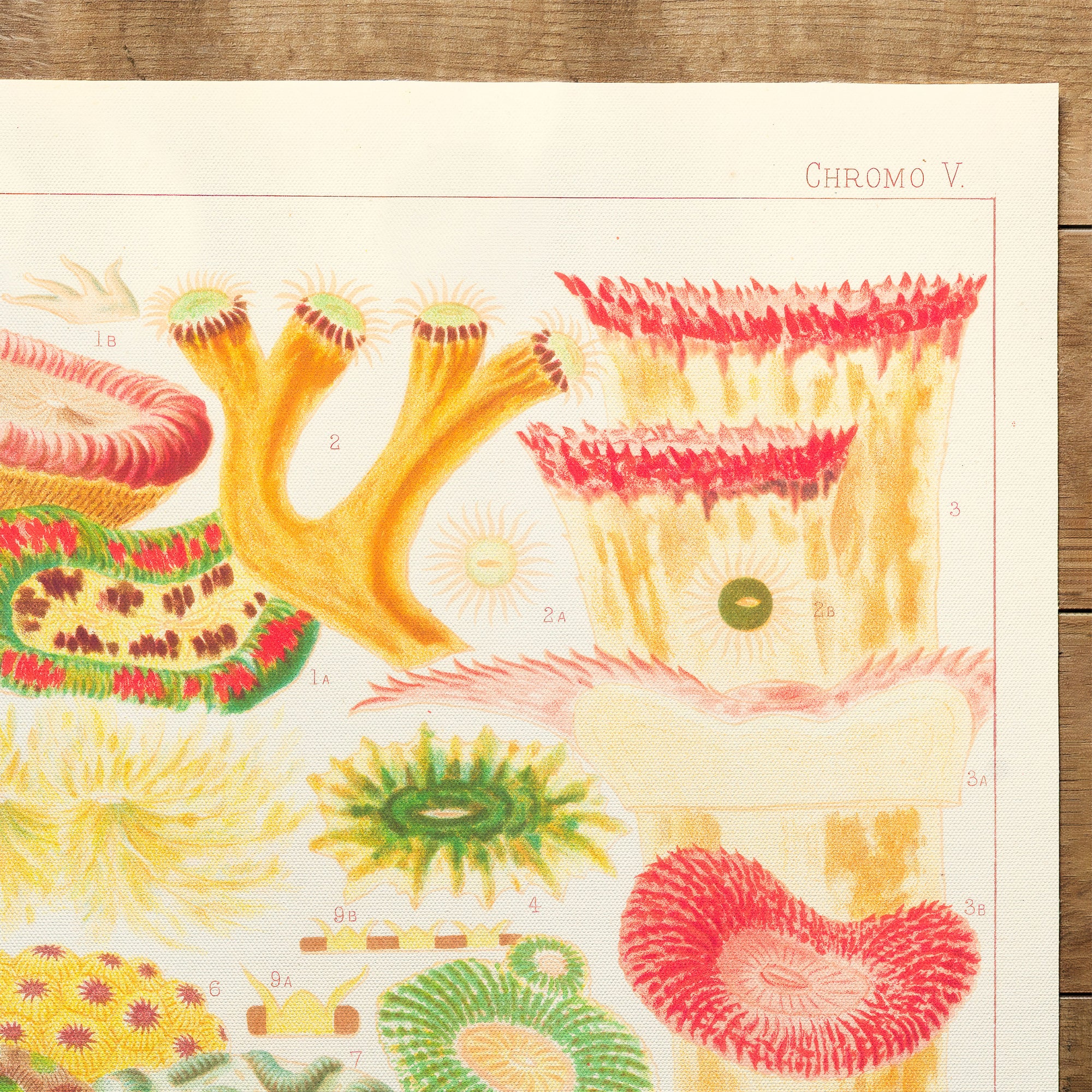 Great Barrier Reefe Corals IV (1893)