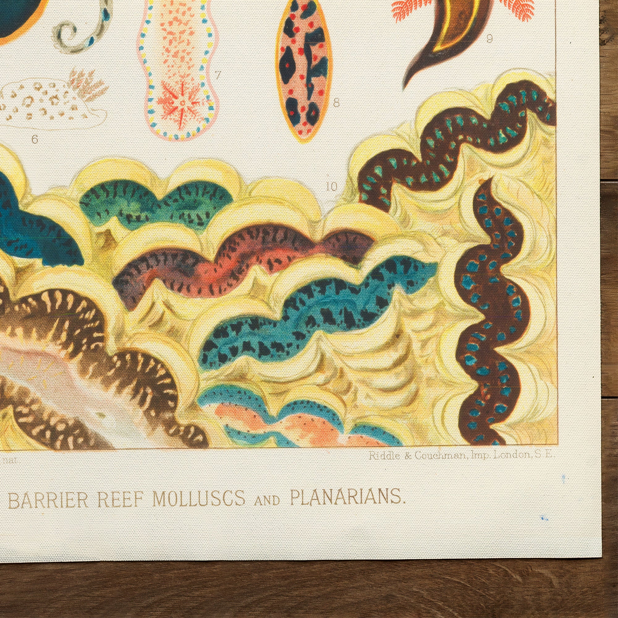 Great Barrier Reefe Octopus Molluscs And Planarians (1893)