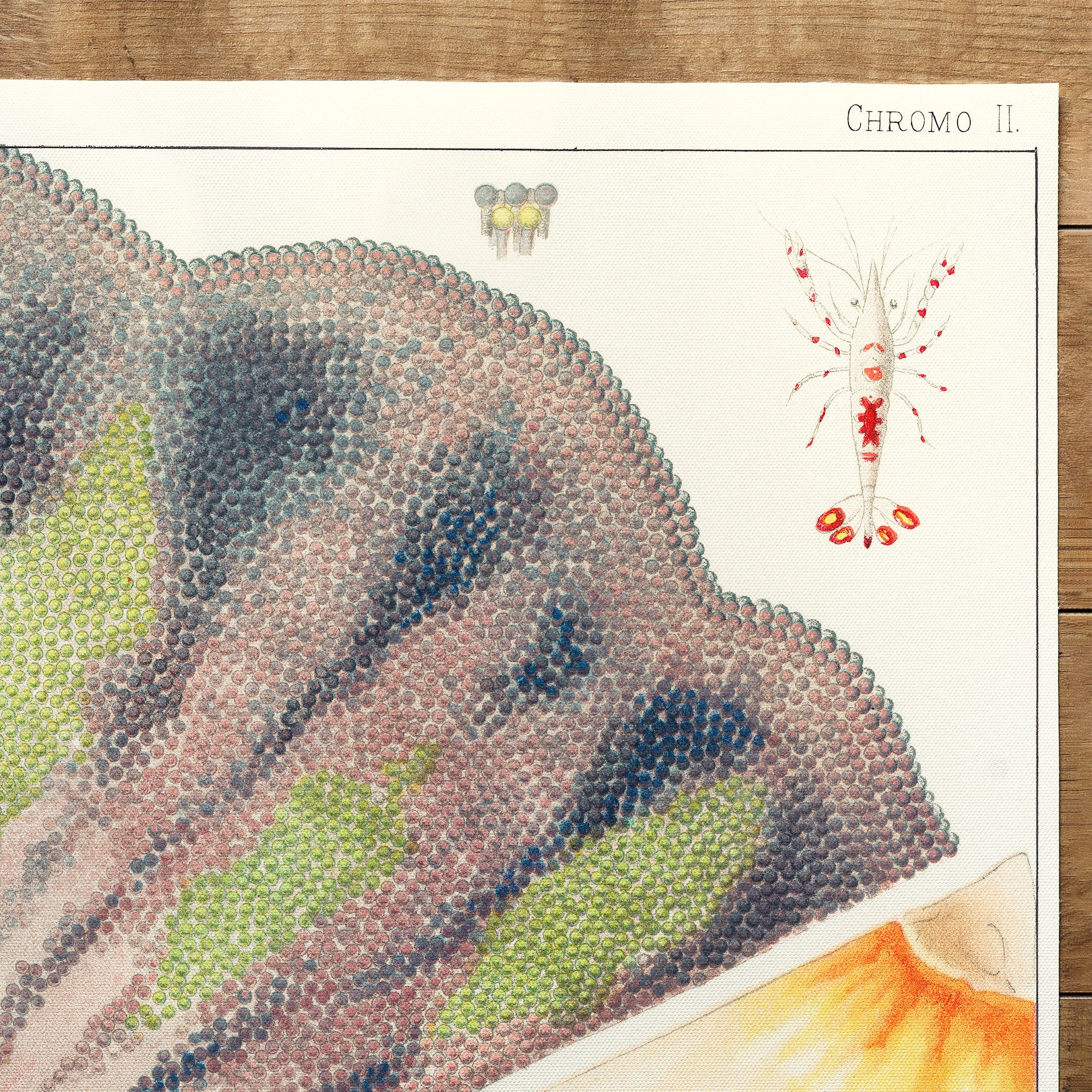 Illustration From The Great Barrier Reef Of Australia (1893)