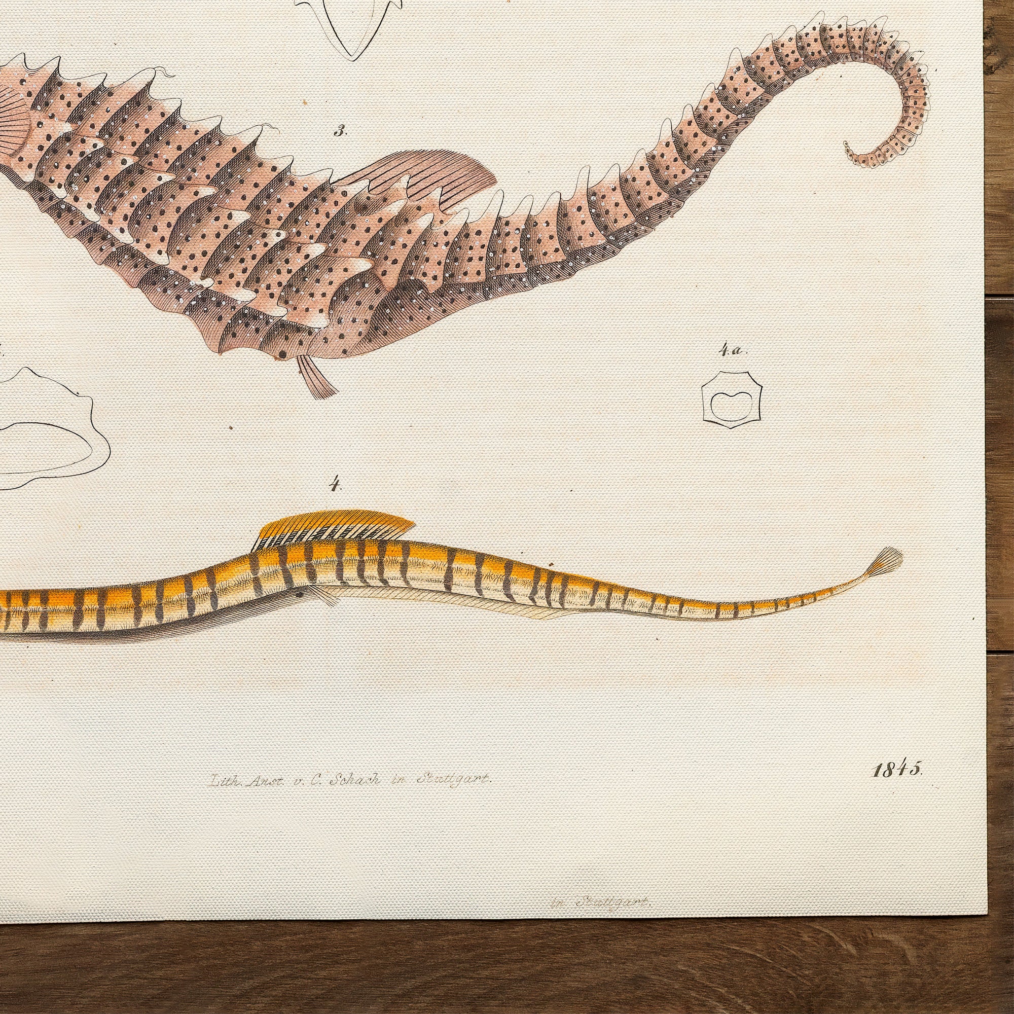 Seahorse, Dragonfish and Pipefish (1845)