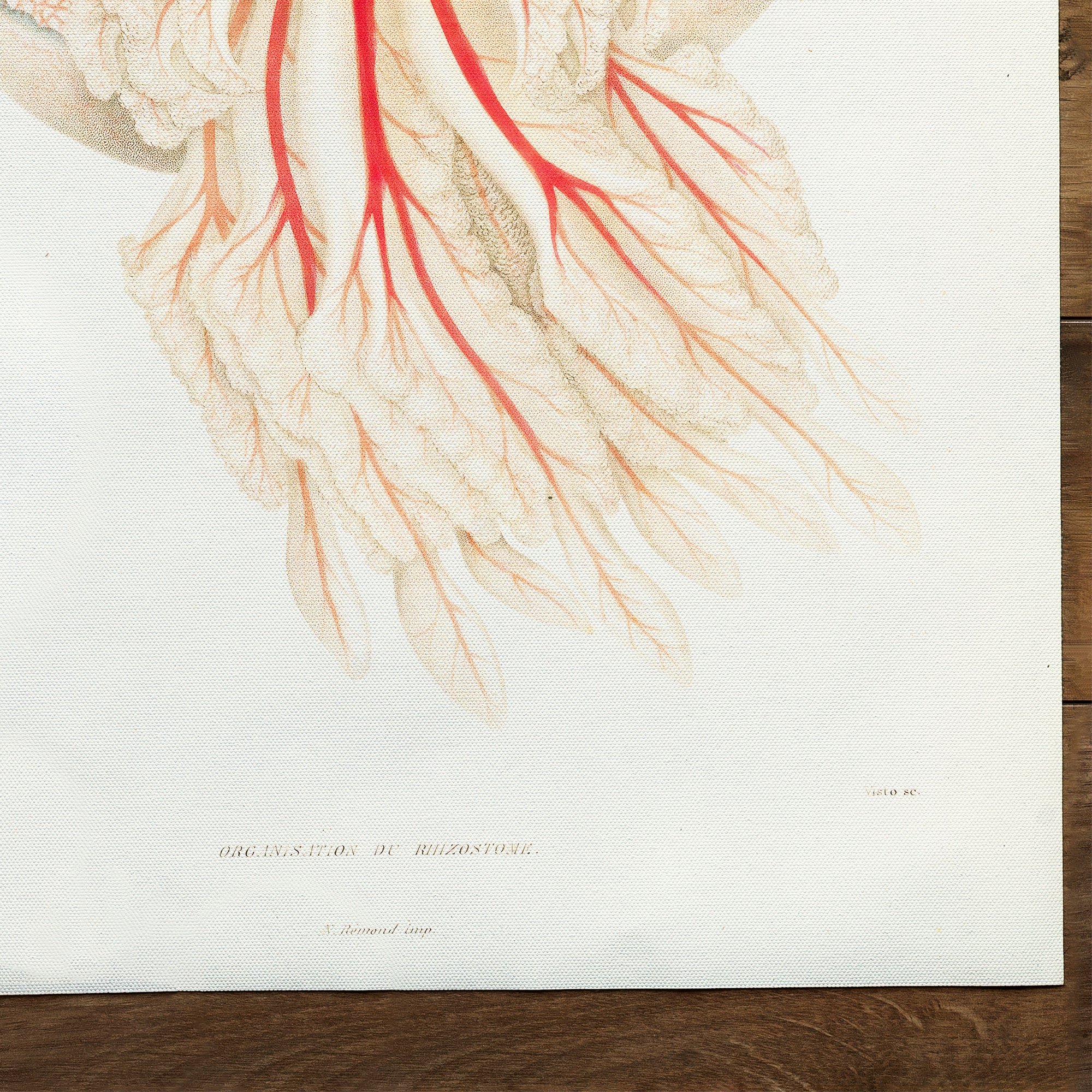 Méduse Rhizostoma (1849)