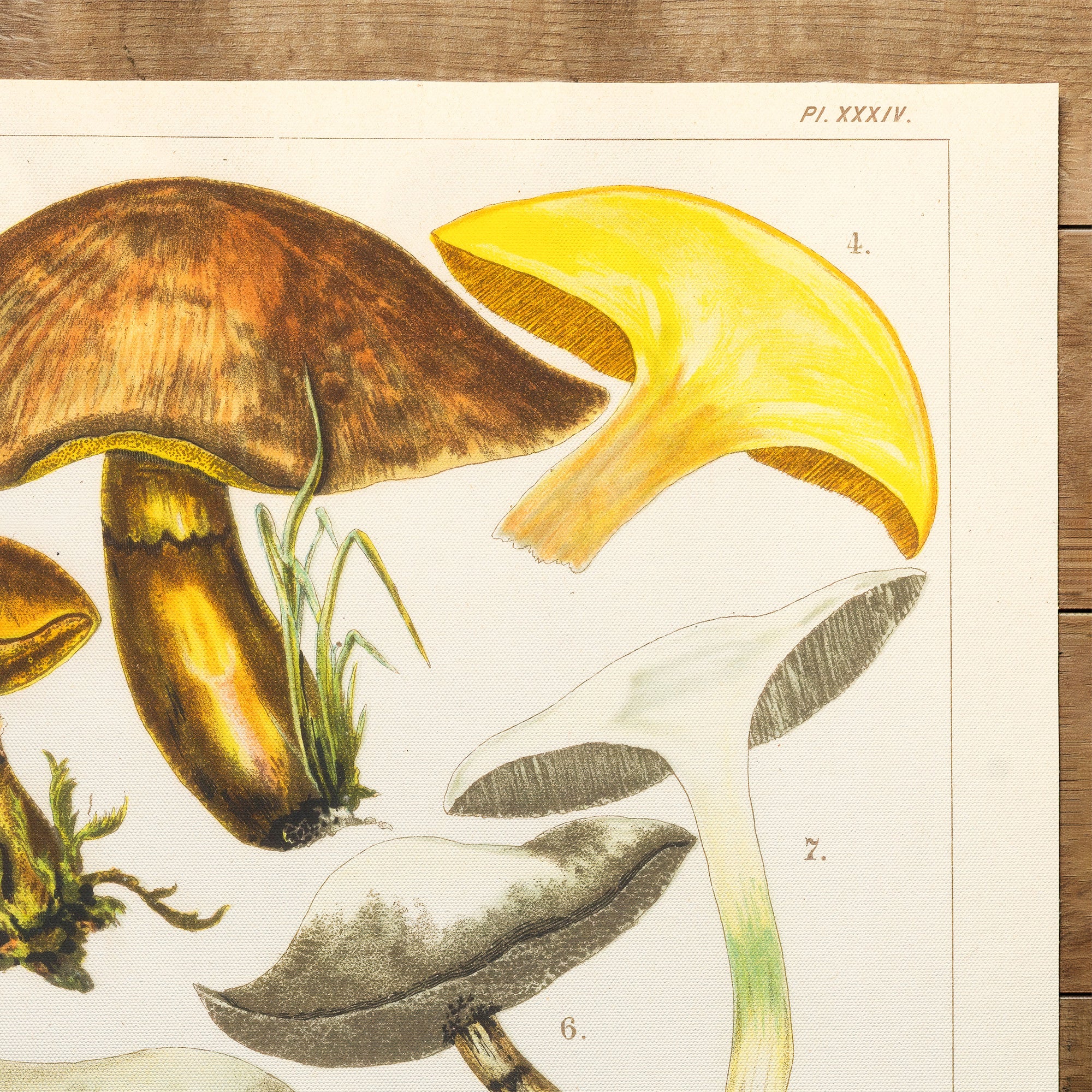 Mushrooms Greville S And Sticky Boletus (1890)