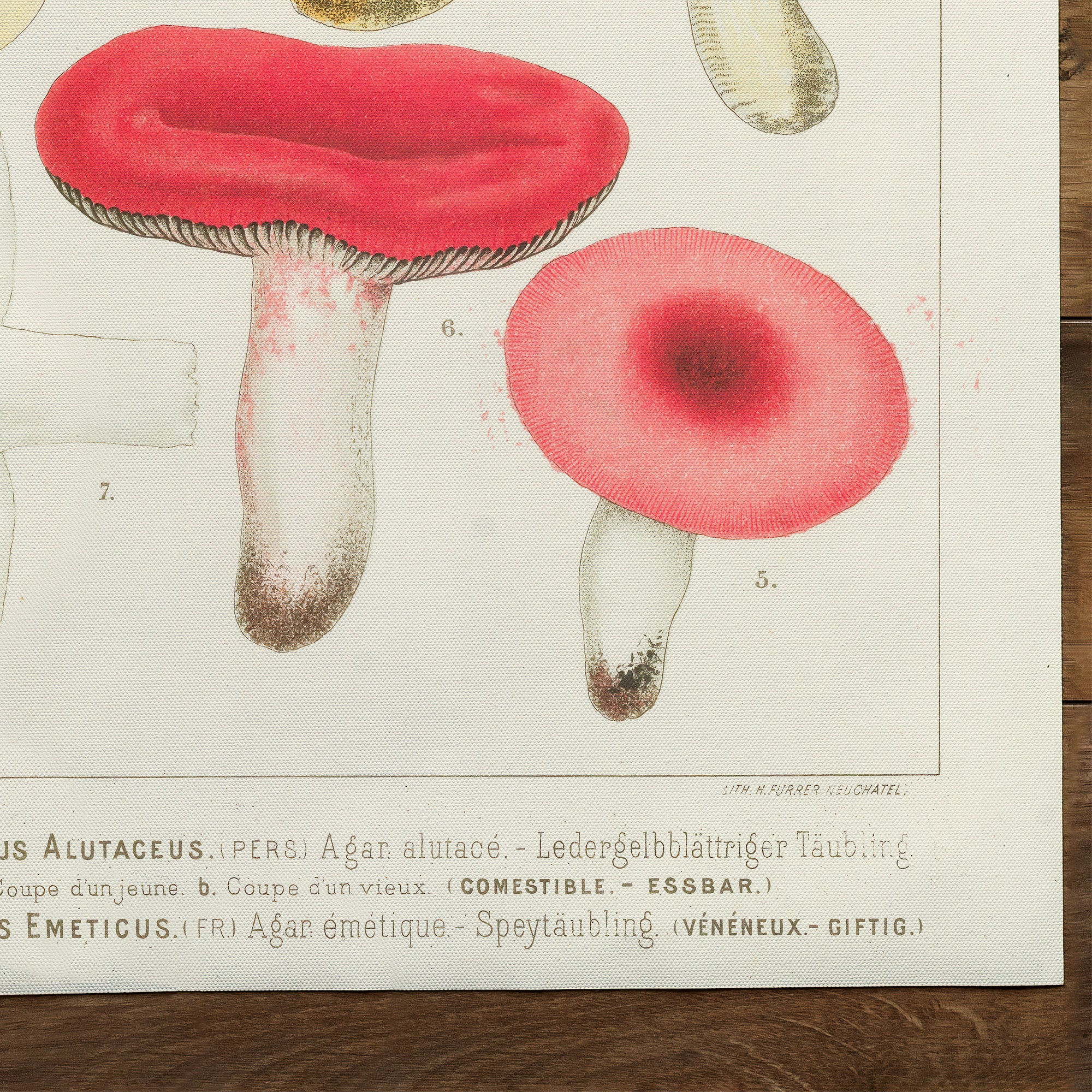 Mushrooms Russula (1890)