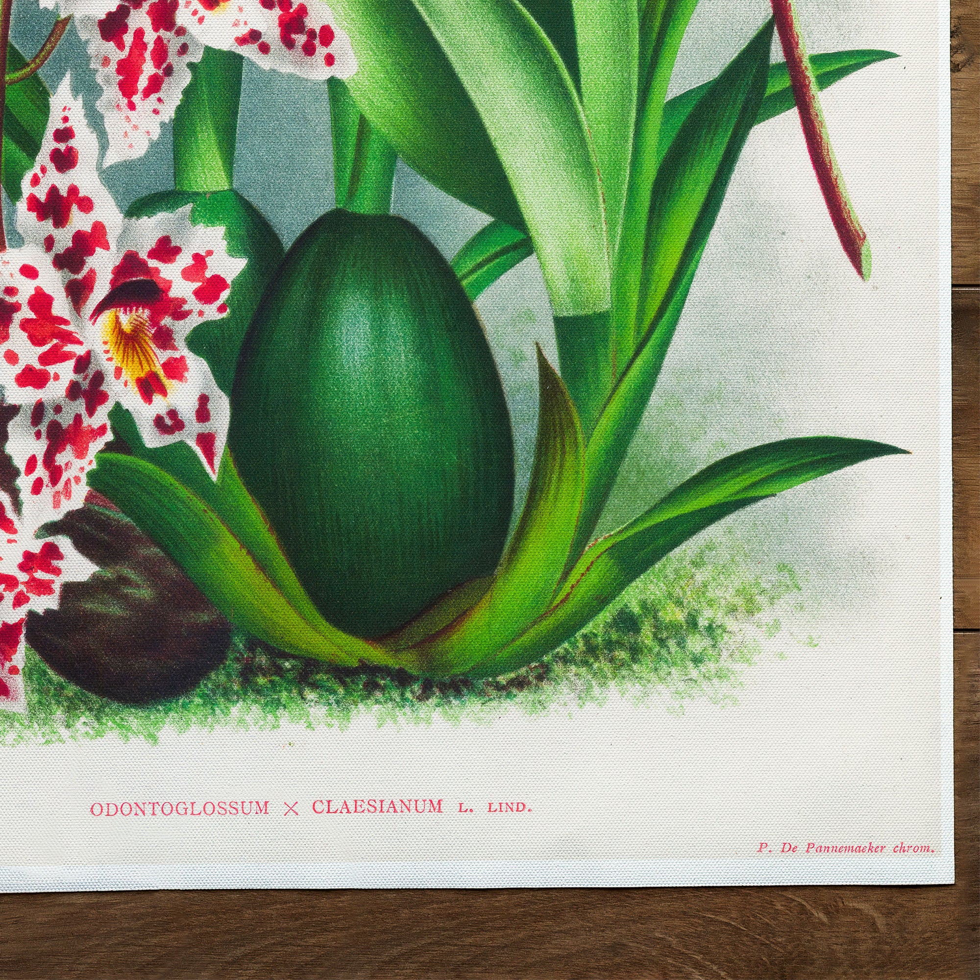 Orchid Spray Orchid Hybrid (1892)