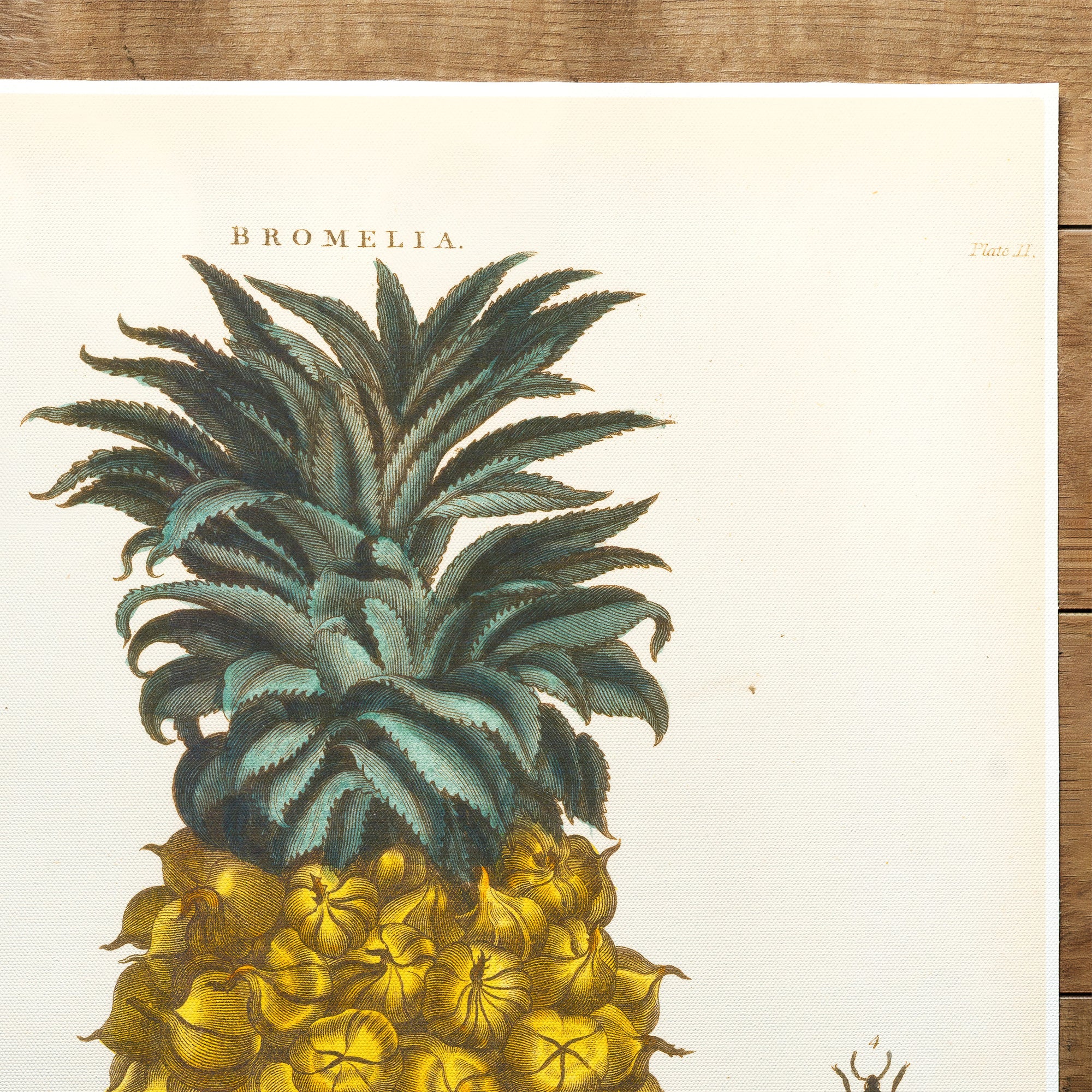 Pineapple (1810)