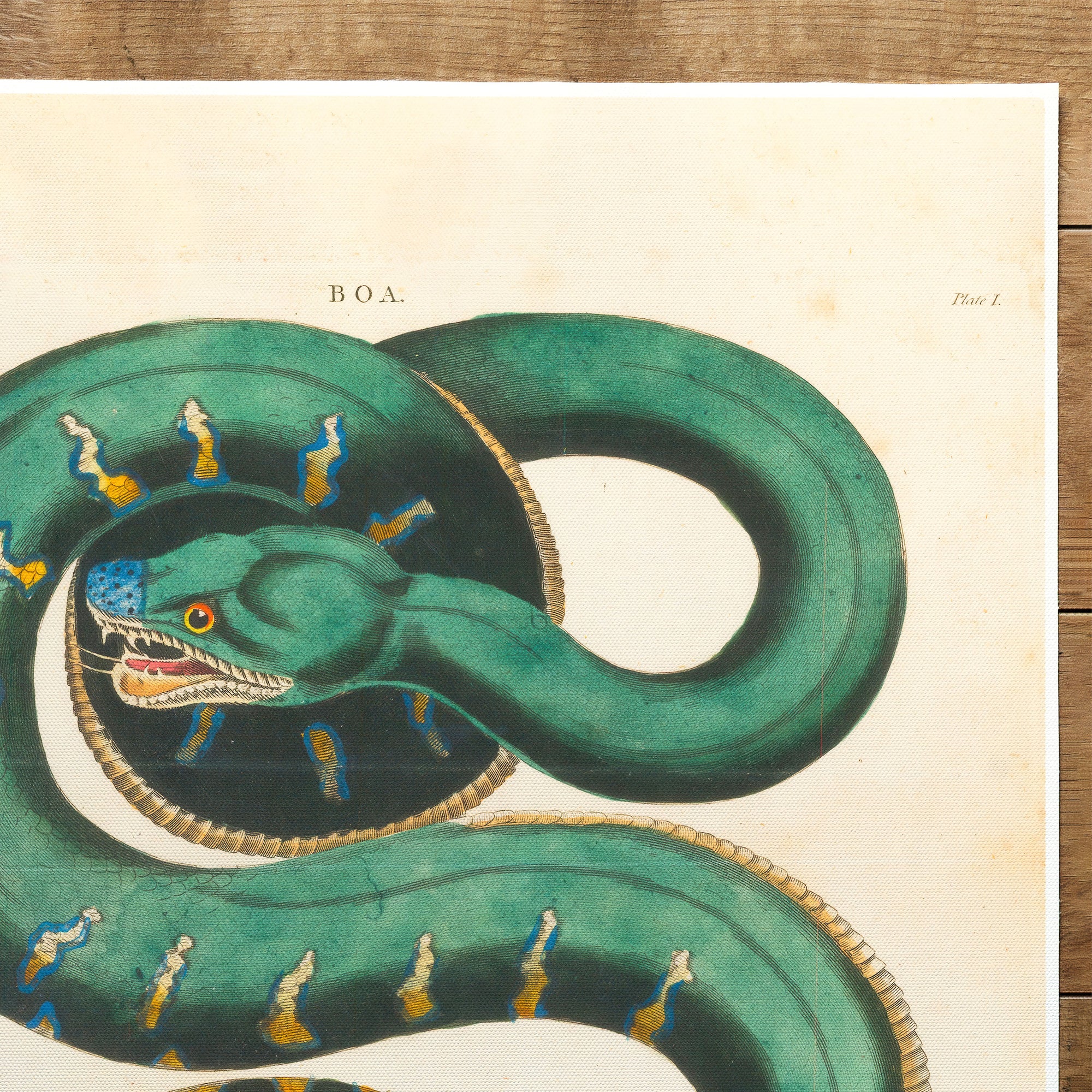 Snake Boa Constrictor (1810)