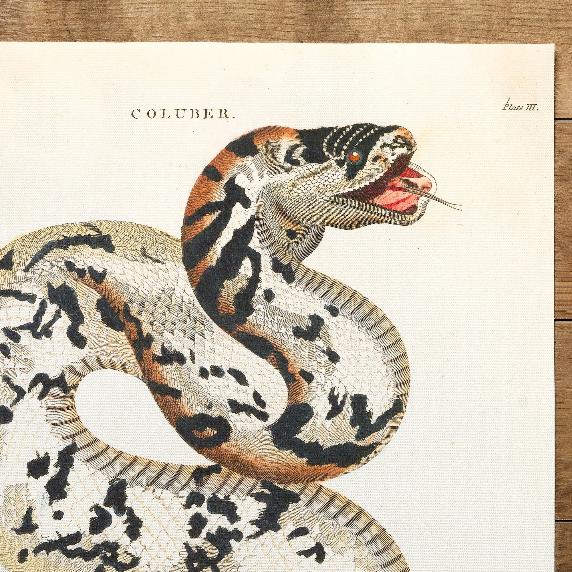 Snake Viper (1810)