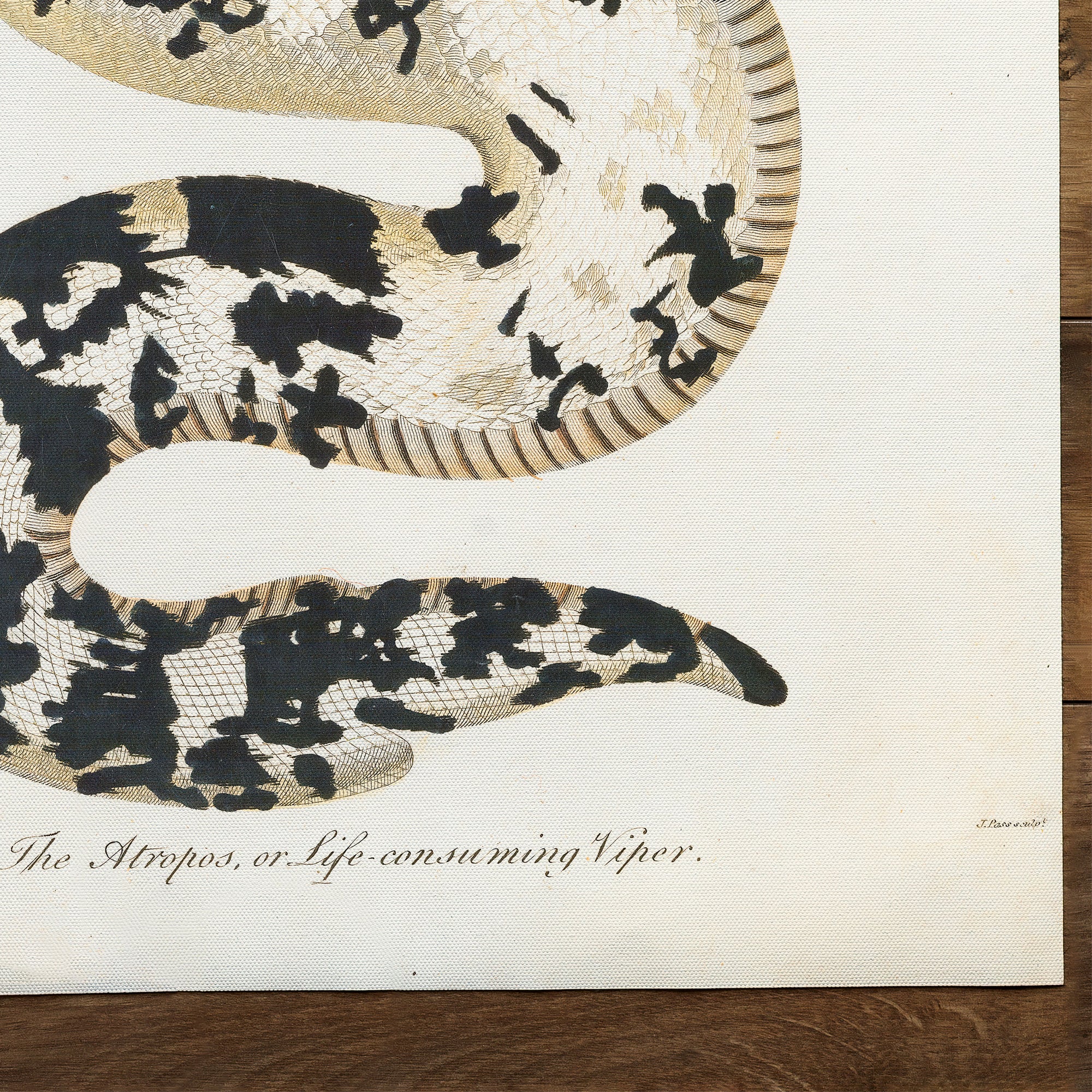 Snake Viper (1810)