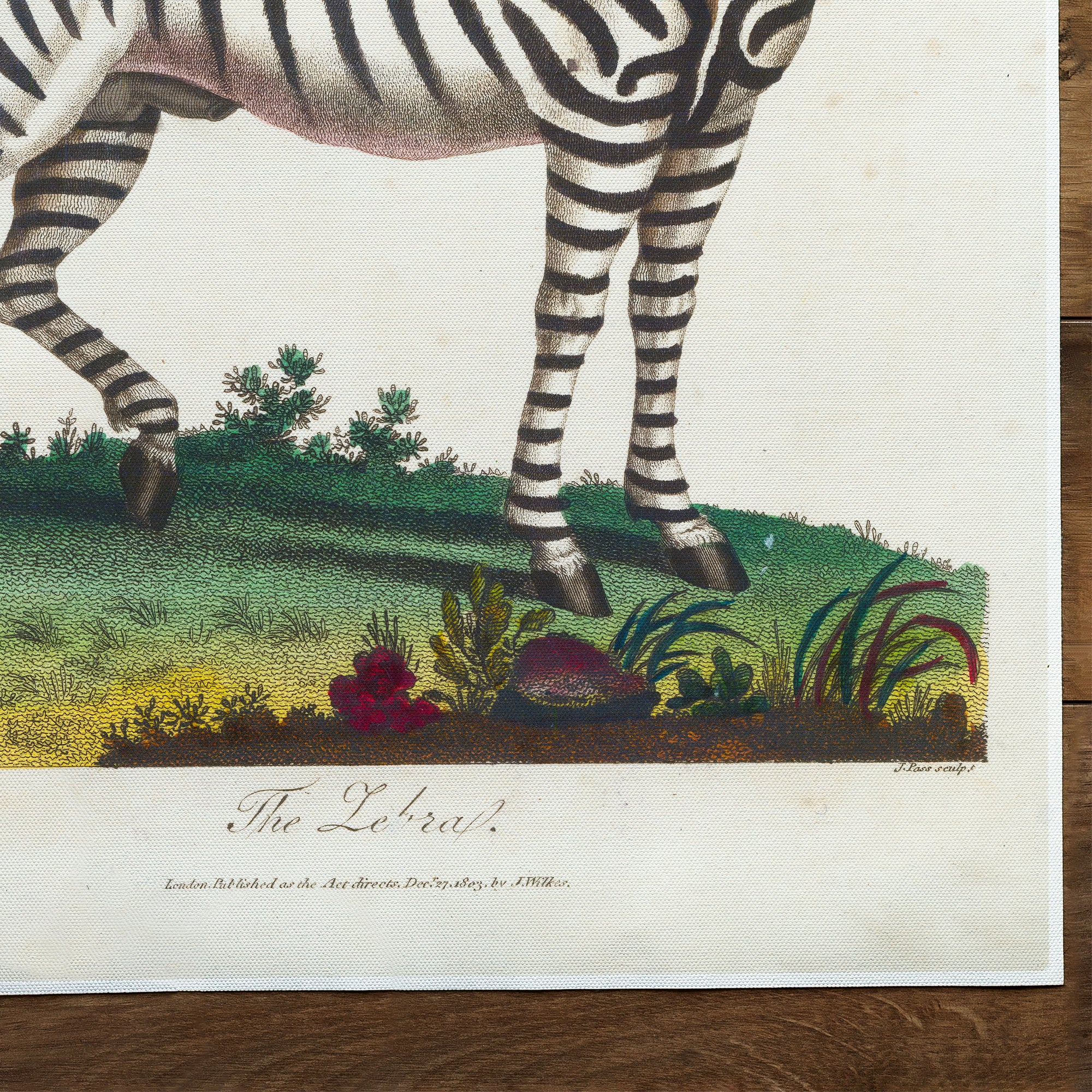 Zebra (1810)