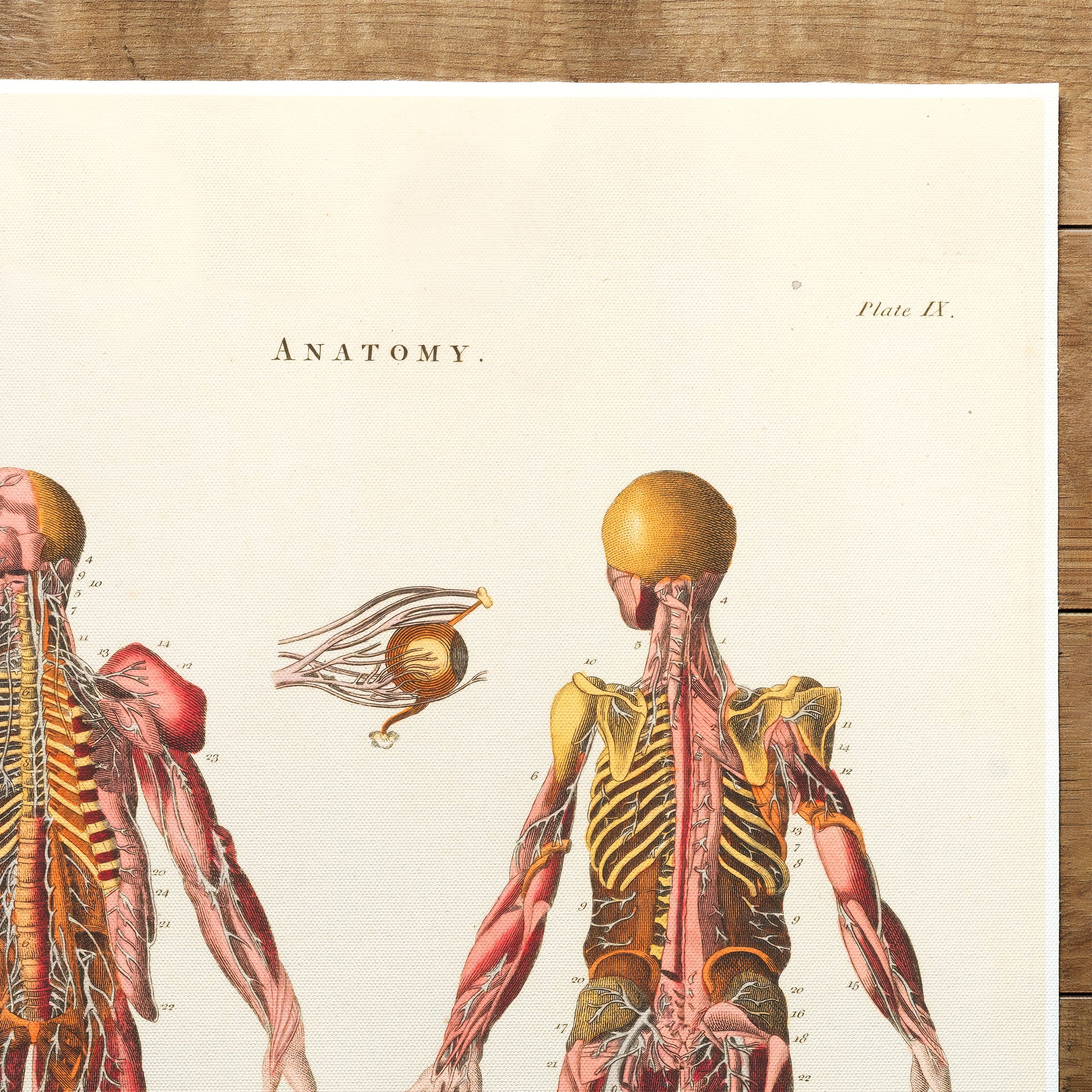 Anatomy Central Nervous System (1829)