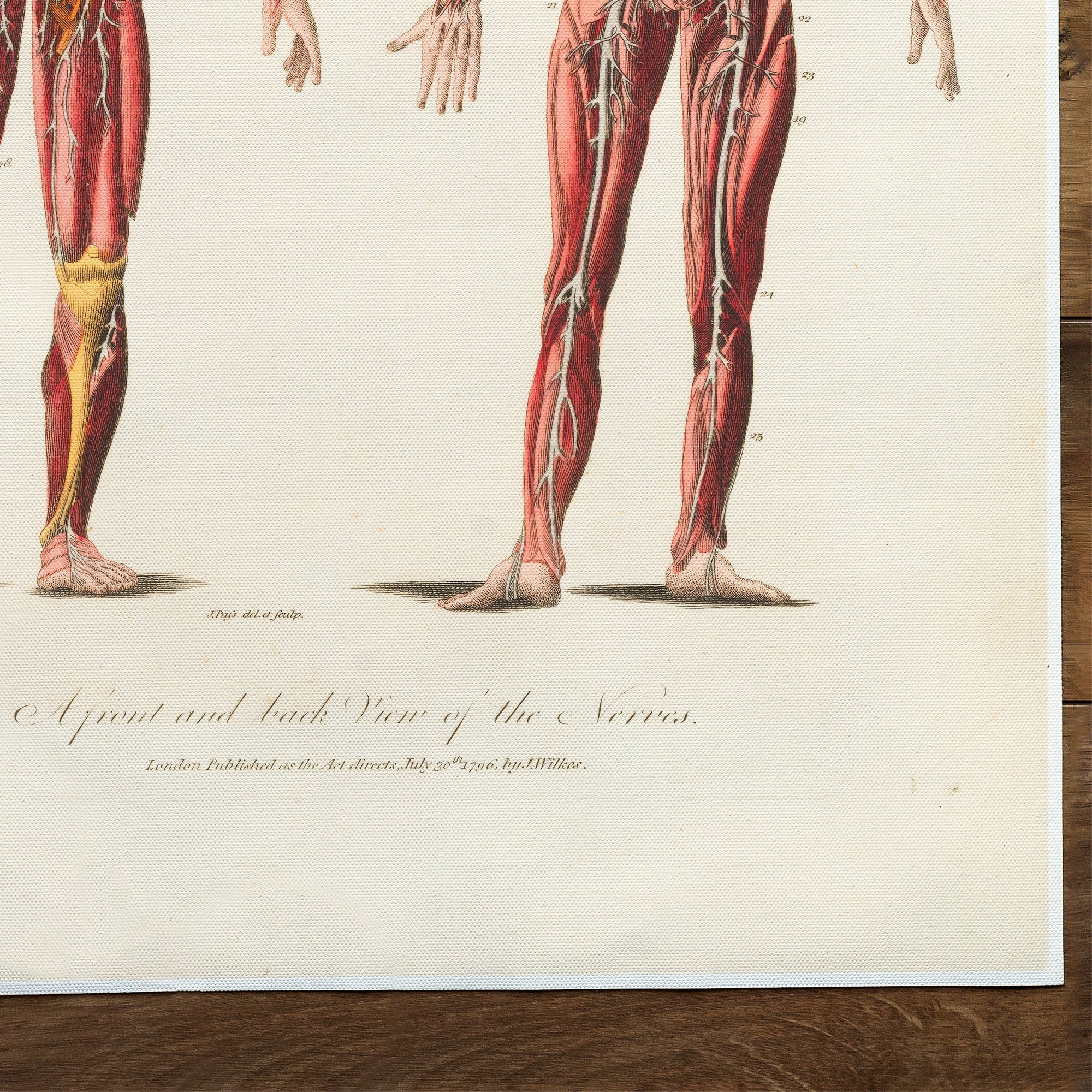 Anatomy Central Nervous System (1829)