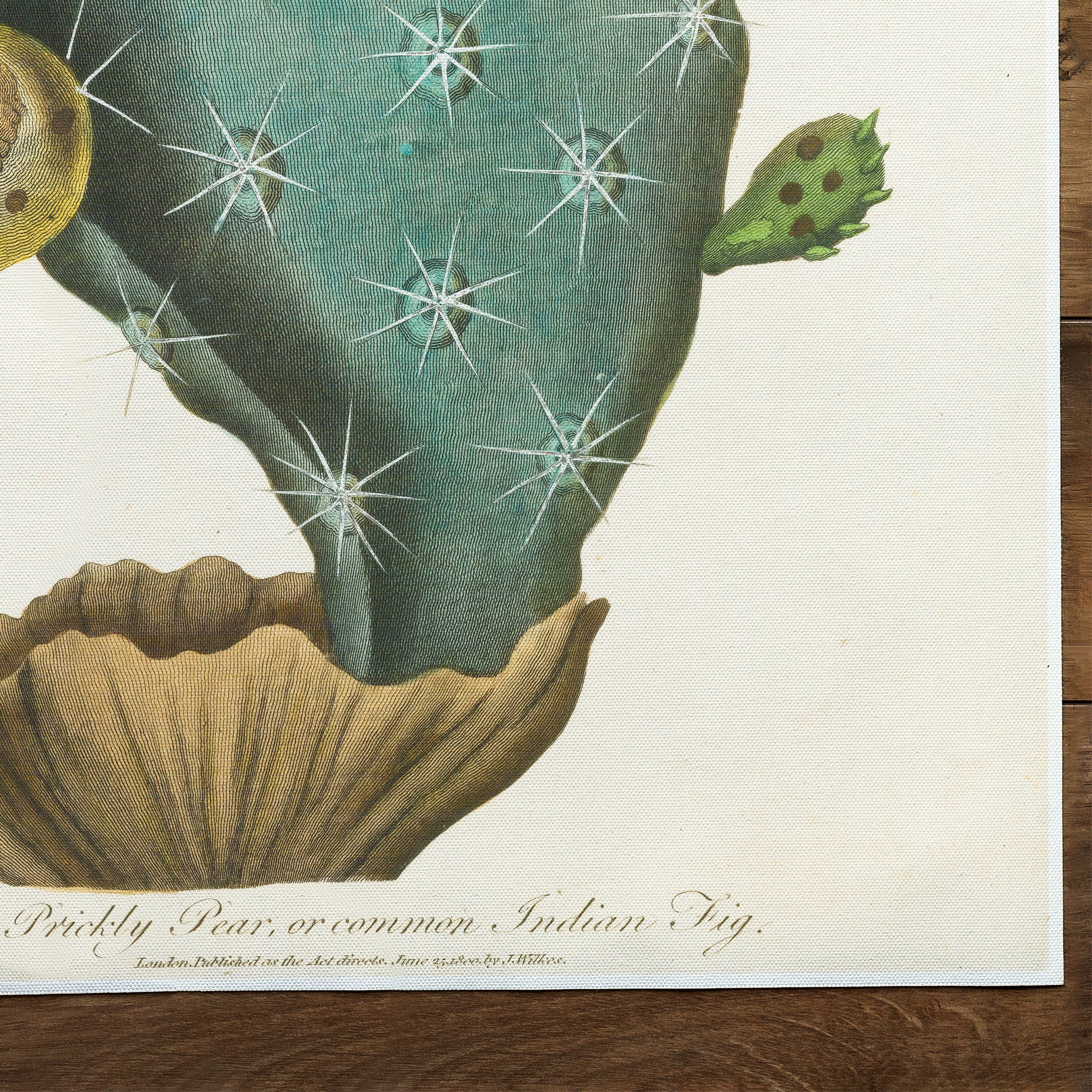 Cactus Prickly Pear (1829)