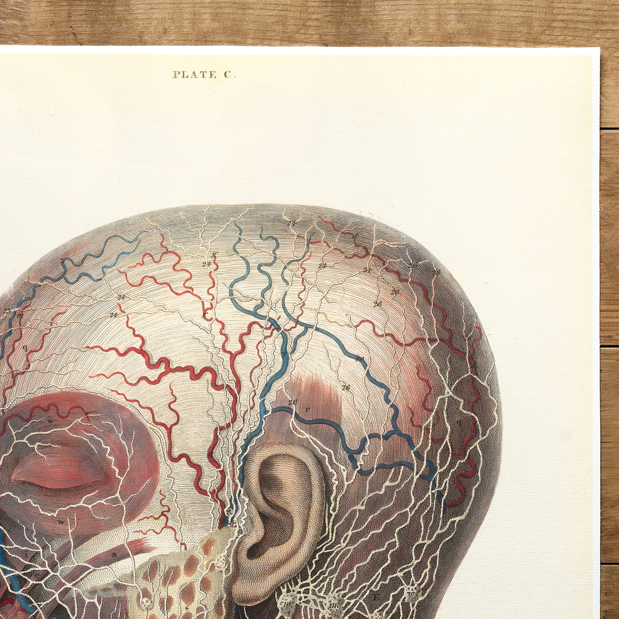 Anatomy Head And Throat (1840)