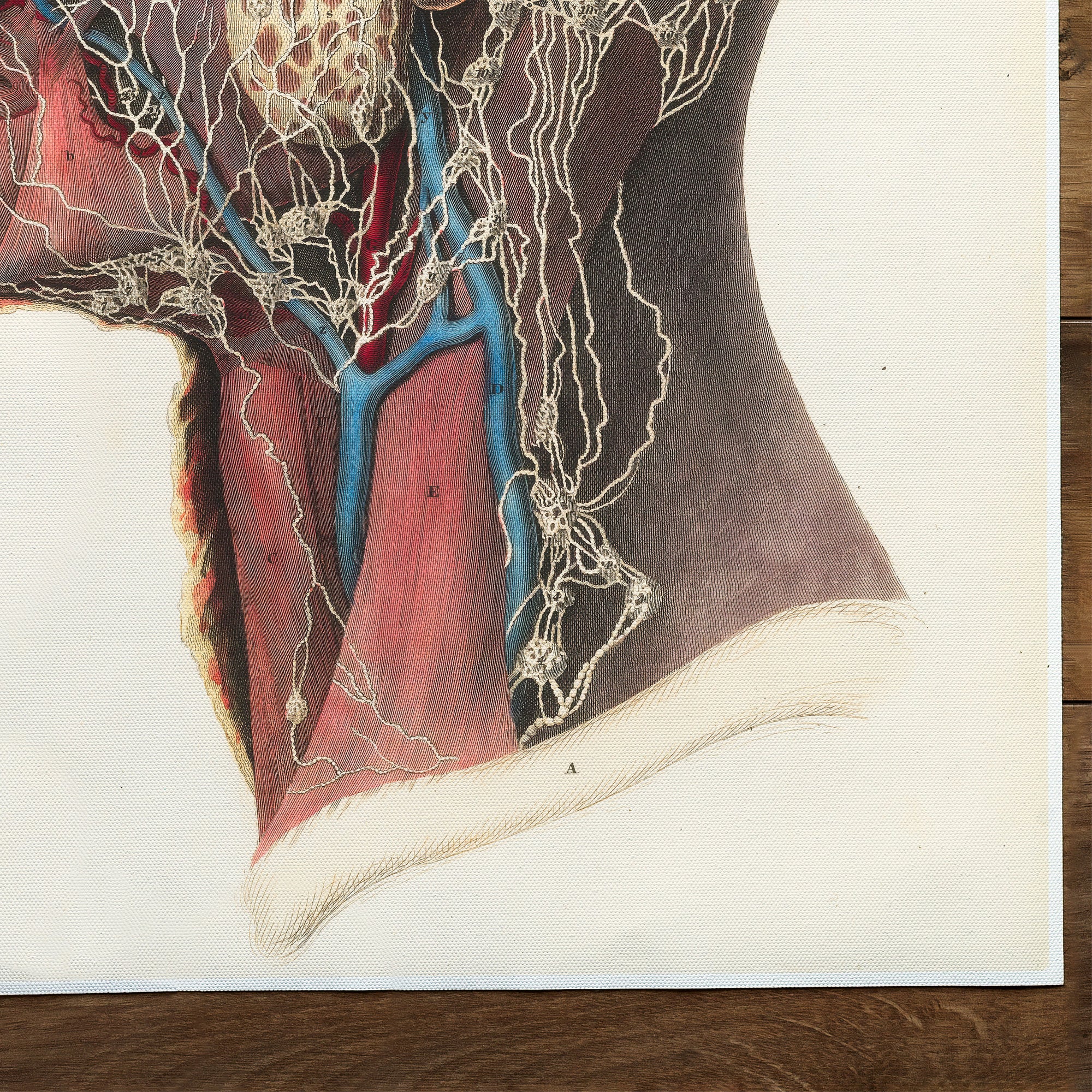 Anatomy Head And Throat (1840)
