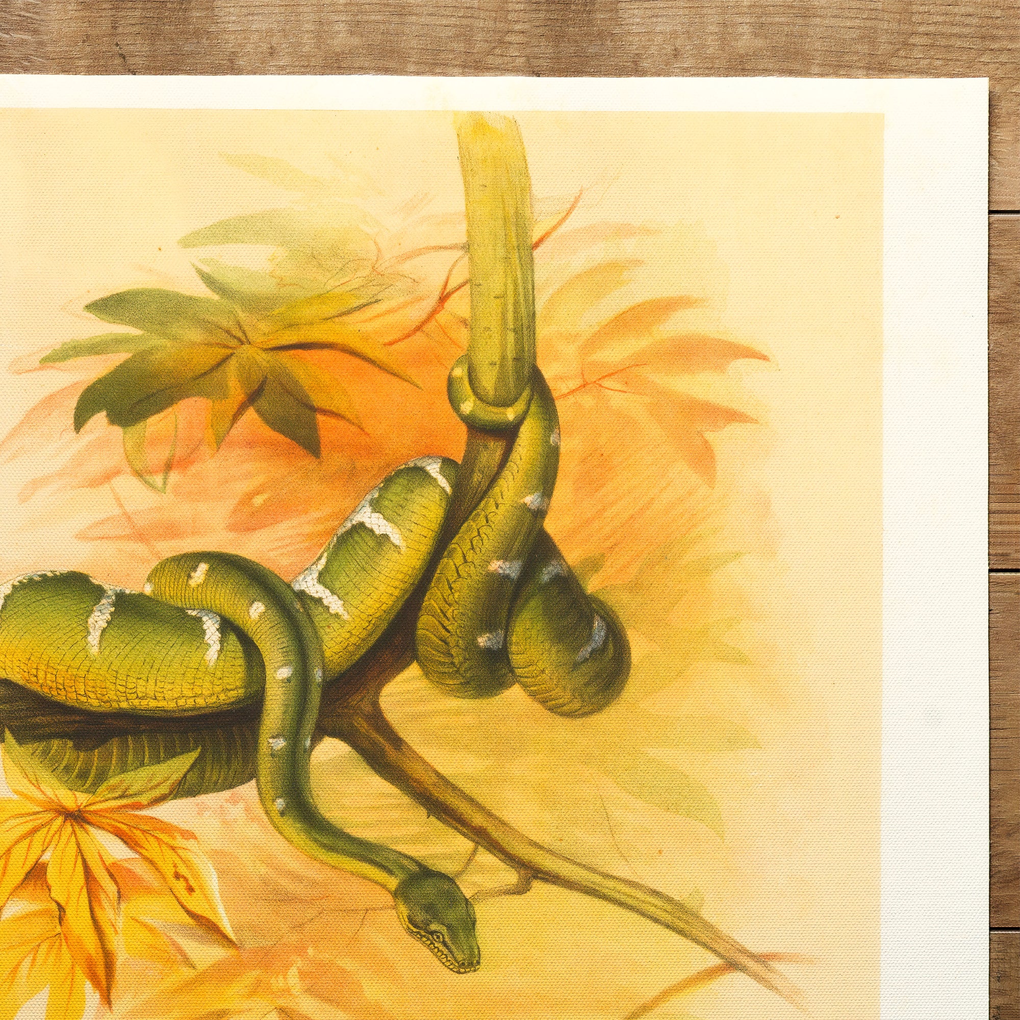 Snake Green Boa (1861)