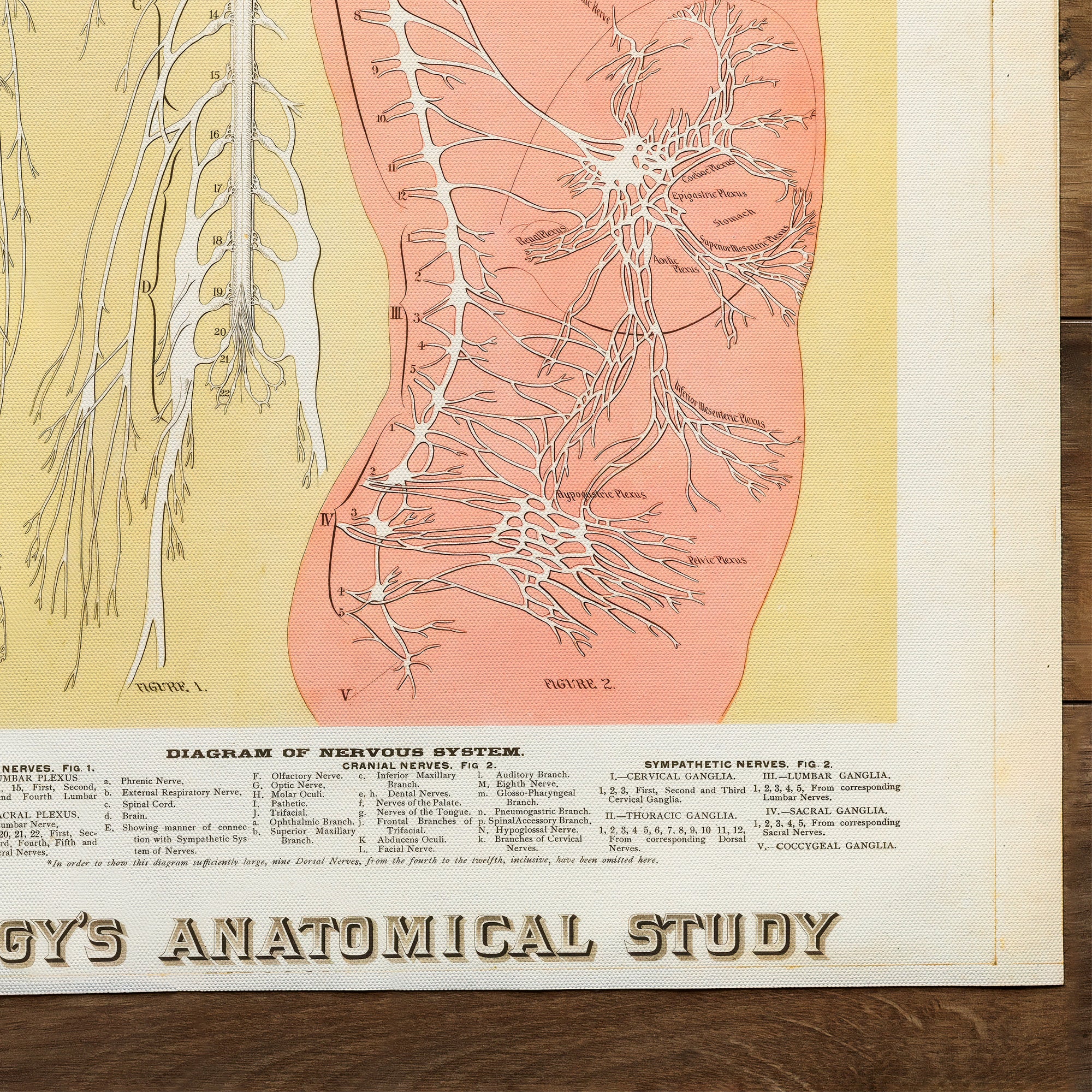 Anatomy of the Central Nervous System (1886)