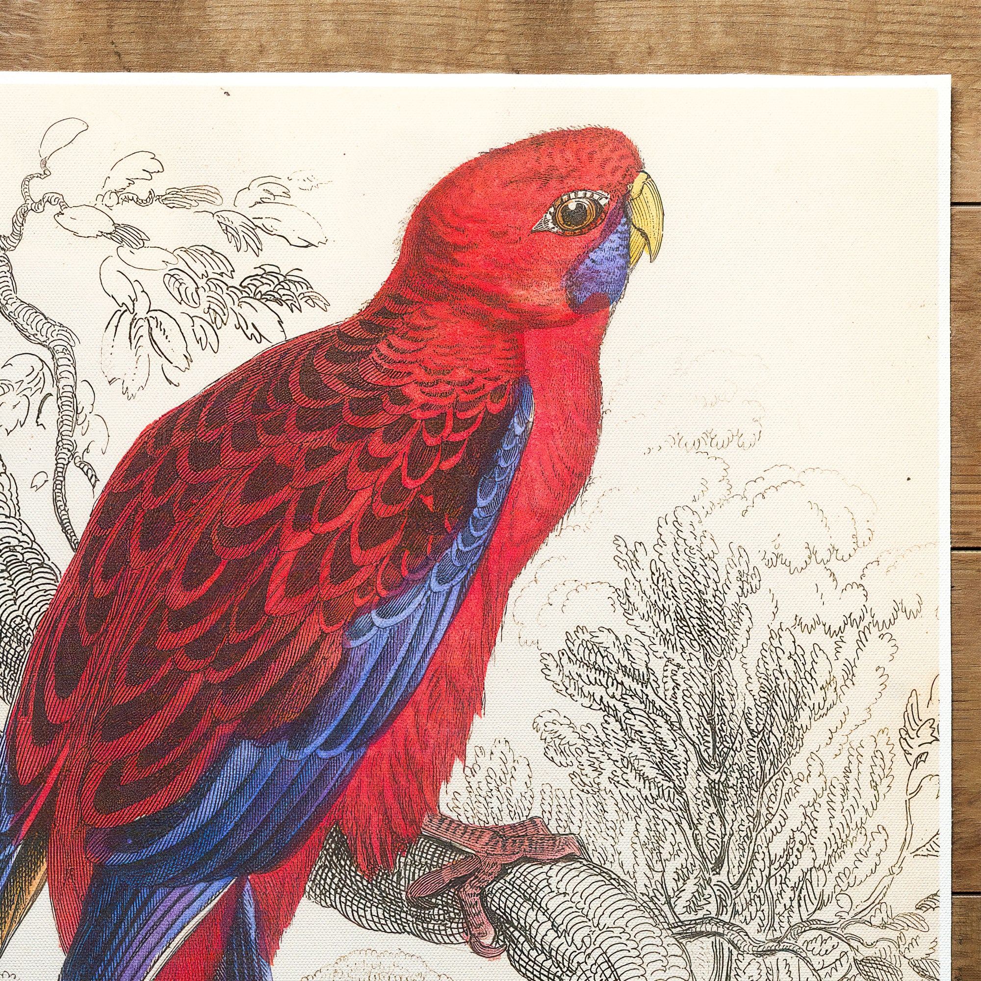 Perroquet Rosella cramoisie (1836)