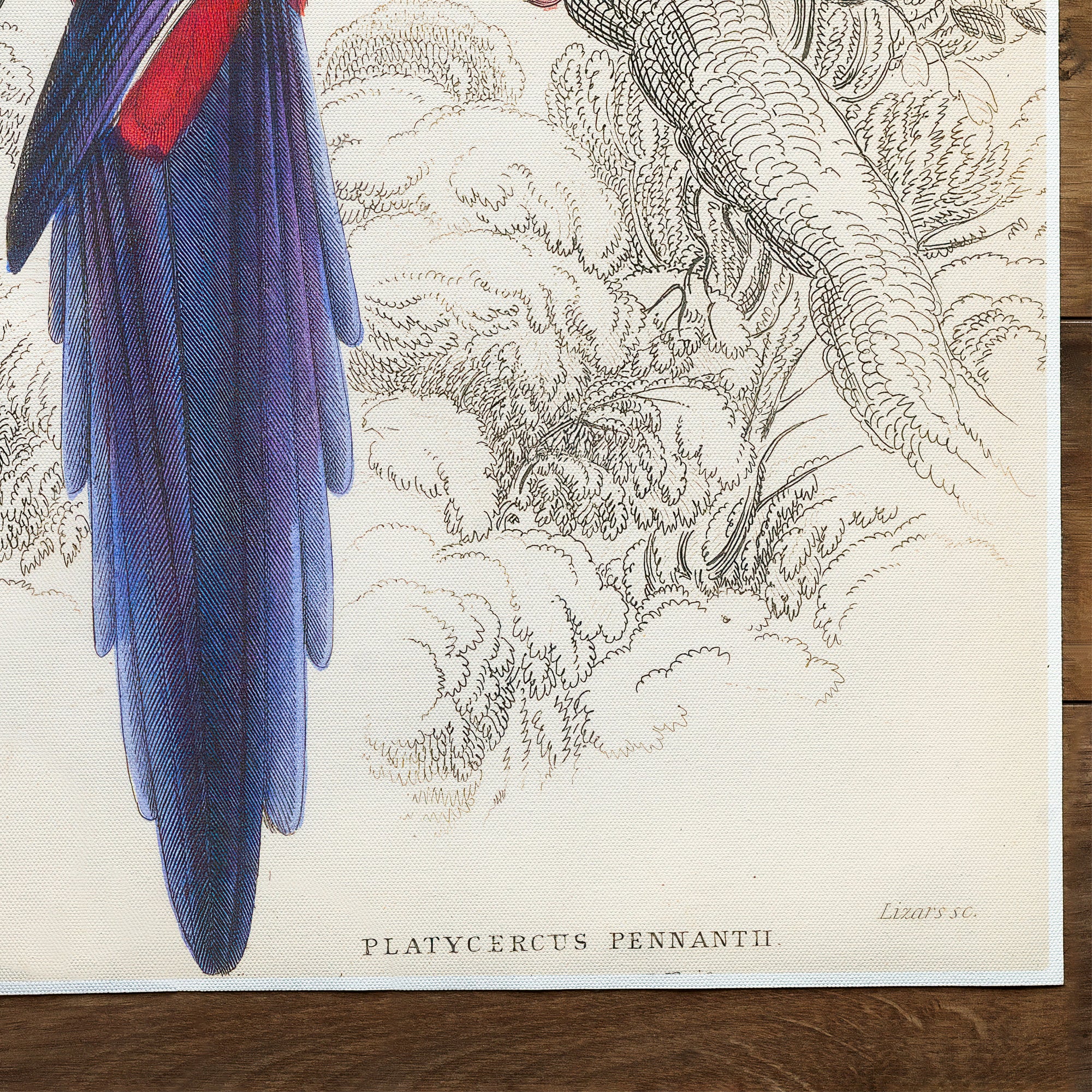 Perroquet Rosella cramoisie (1836)