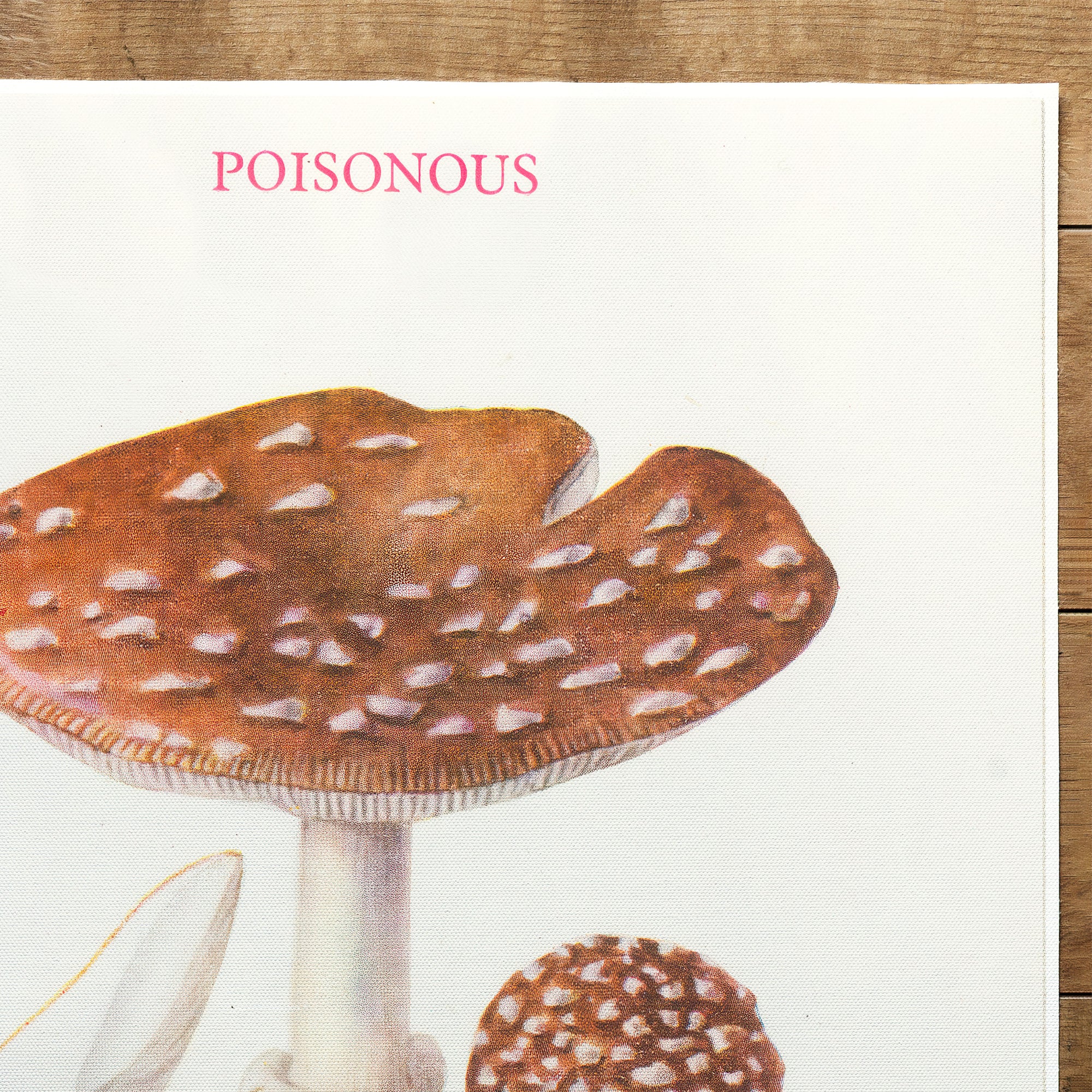 Mushrooms Panther Cap Or False Blusher (1947)