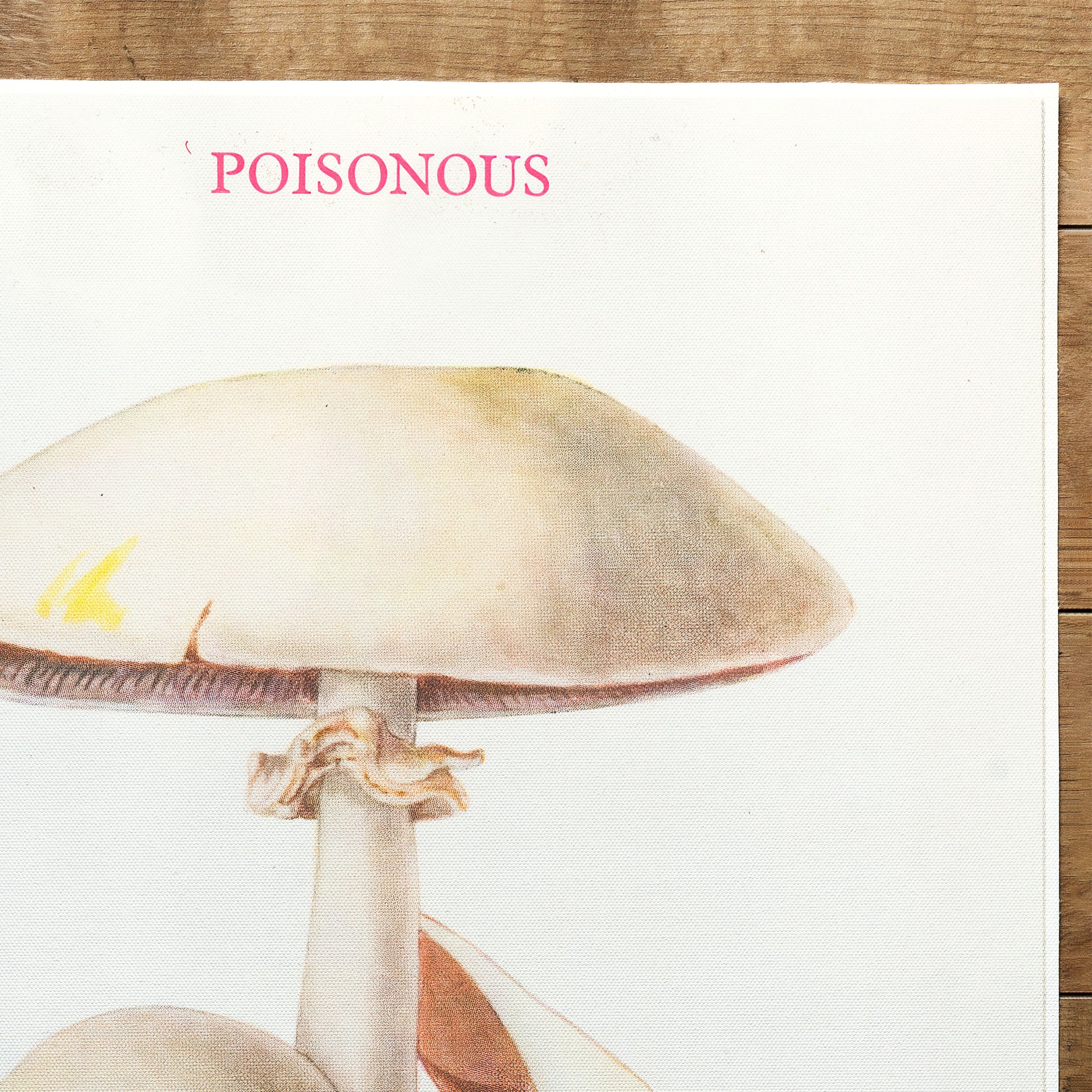 Mushrooms Yellow Staining Mushroom (1947)
