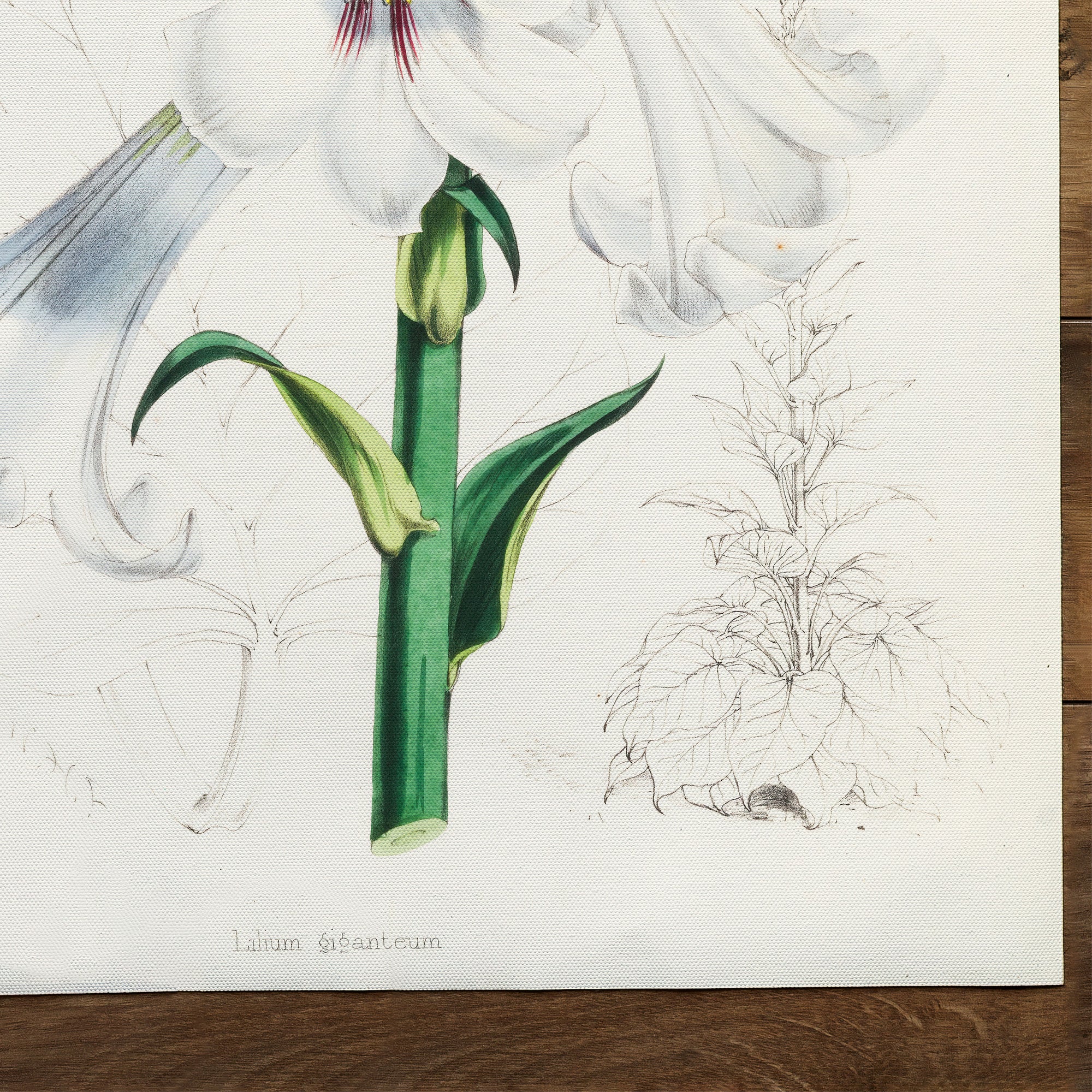 Lily Giant Himalayan Lily (1880)