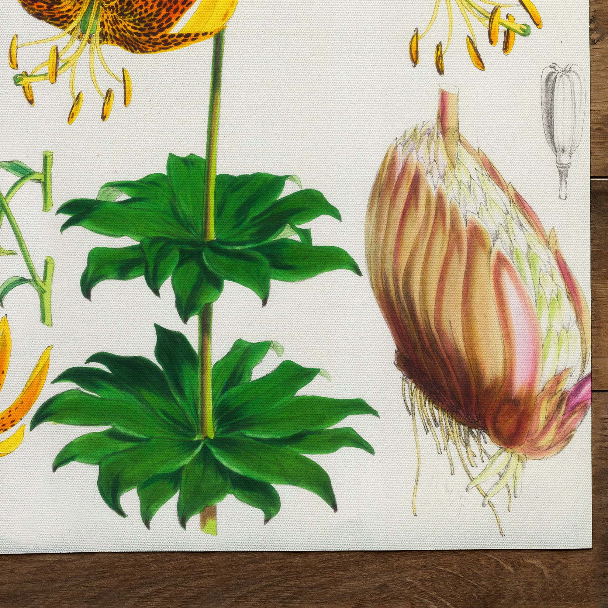 Lily Humboldt S Lily (1880)