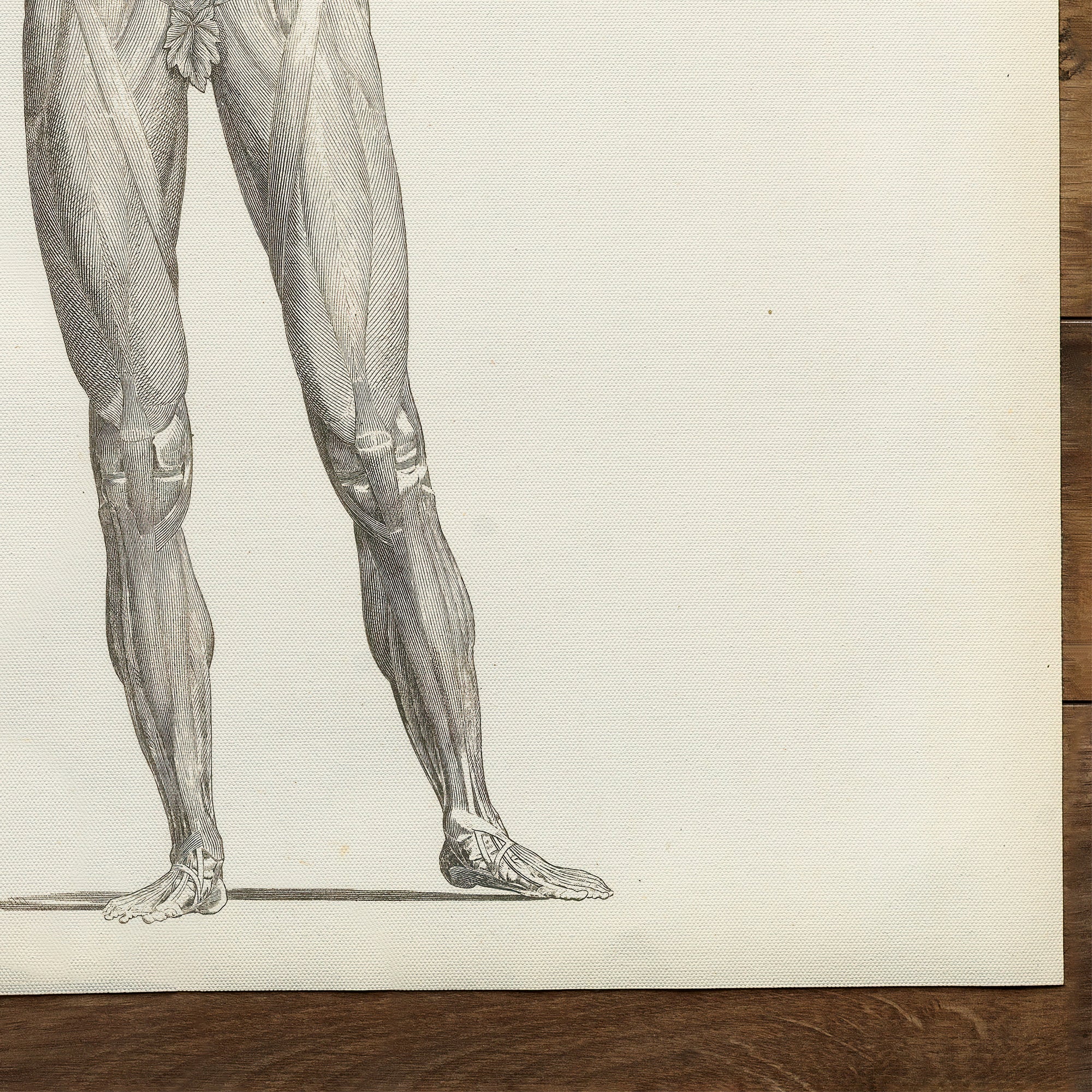 Anatomie Myologie (1860)