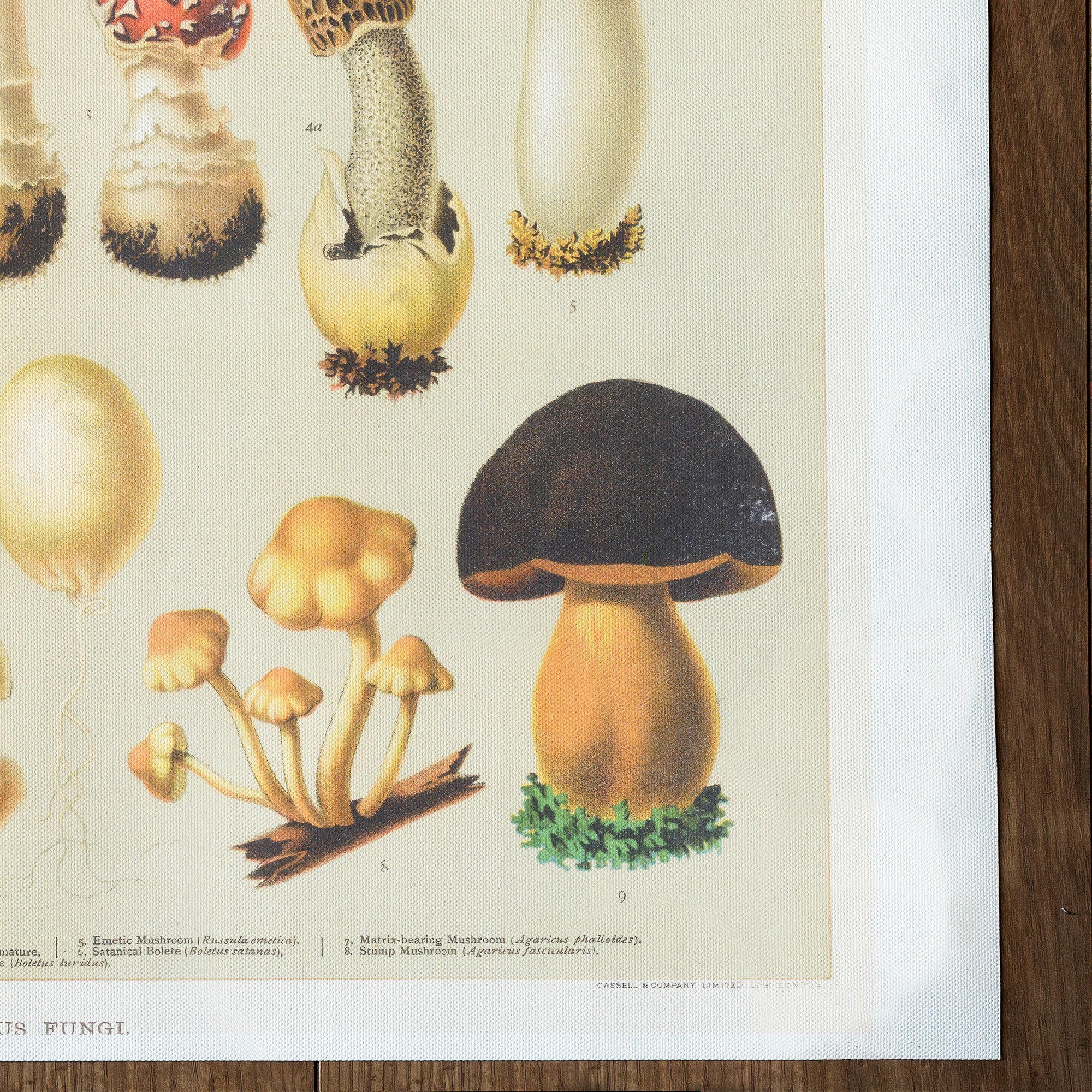 Mushrooms Poisonous Fungi (1890)