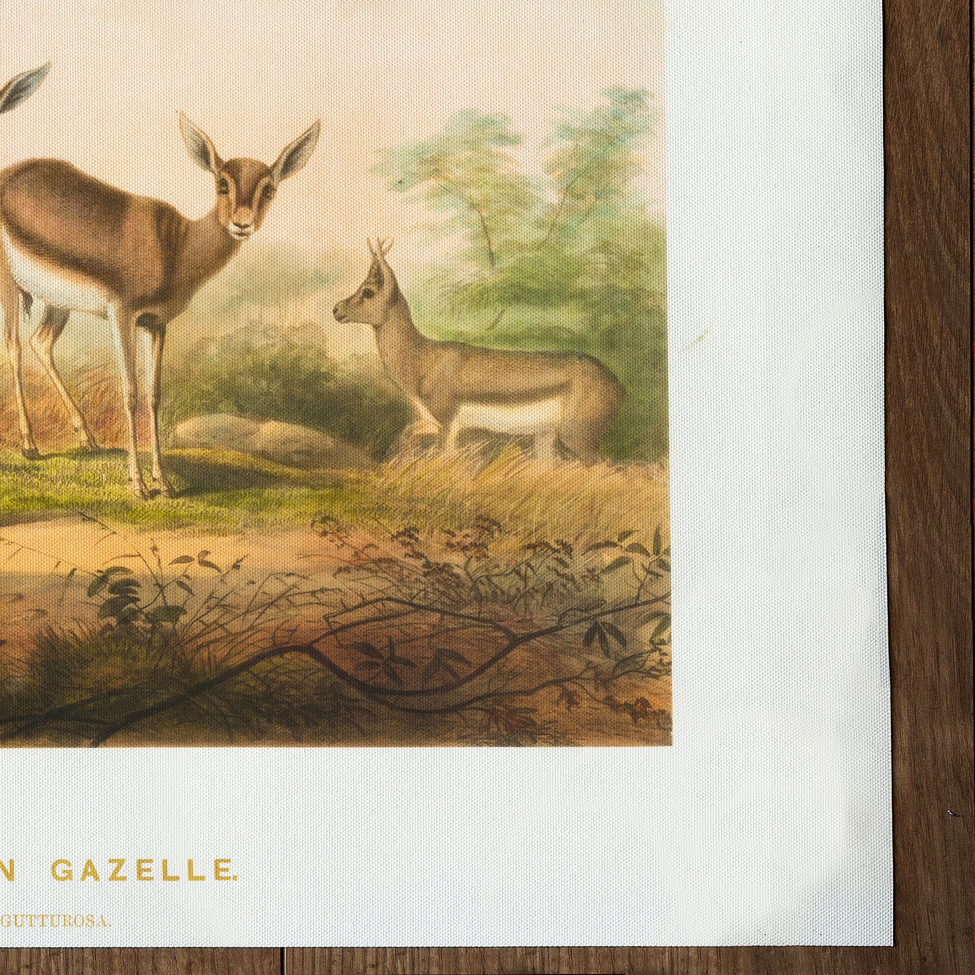 Gazelle Gazelle de Perse (1861)