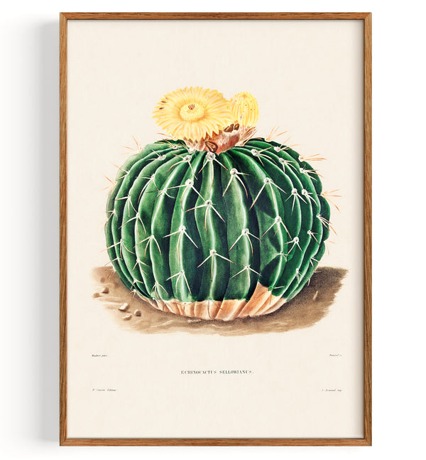 Cactus Echinocactus Sellowianus (1801-1871)