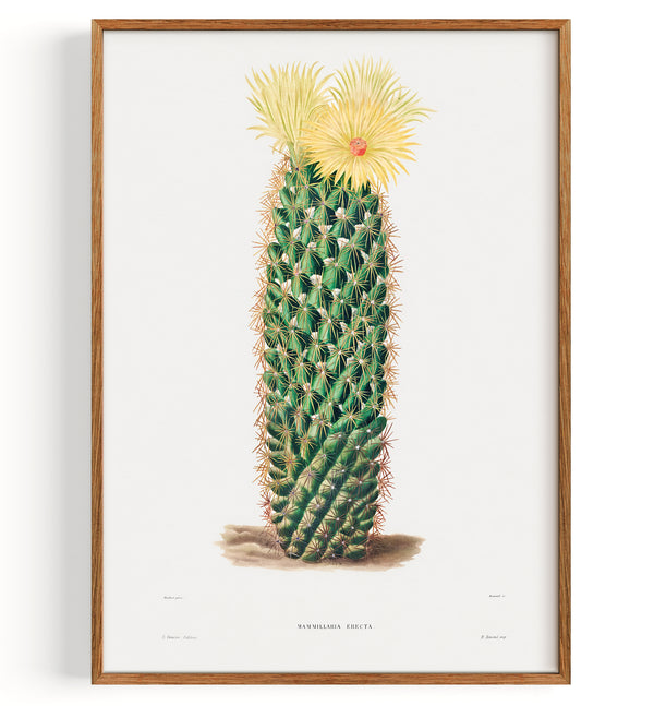 Cactus Mammillaria Erecta (1801-1871)