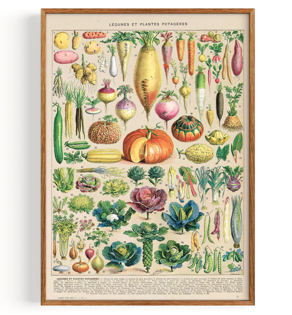 Vegetable Chart Vegetable Illustration (1875)