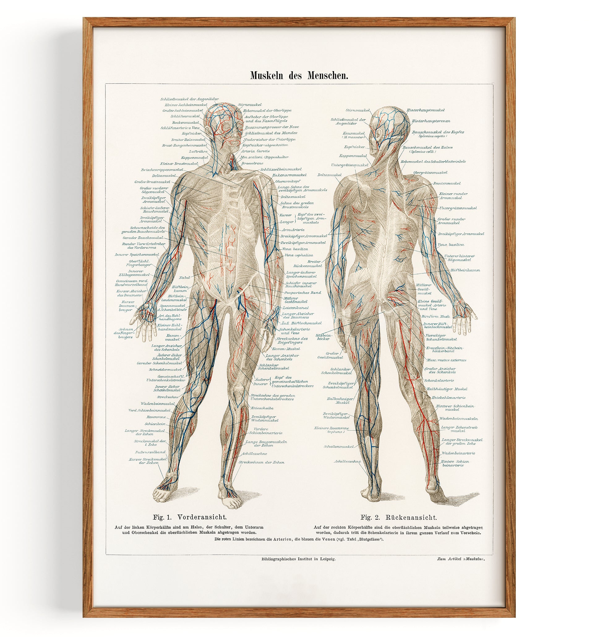 Anatomy Science Muscles (undated)